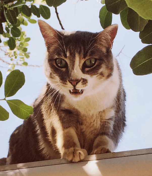 Pictures of a time my cat got stuck on the roof r/cats