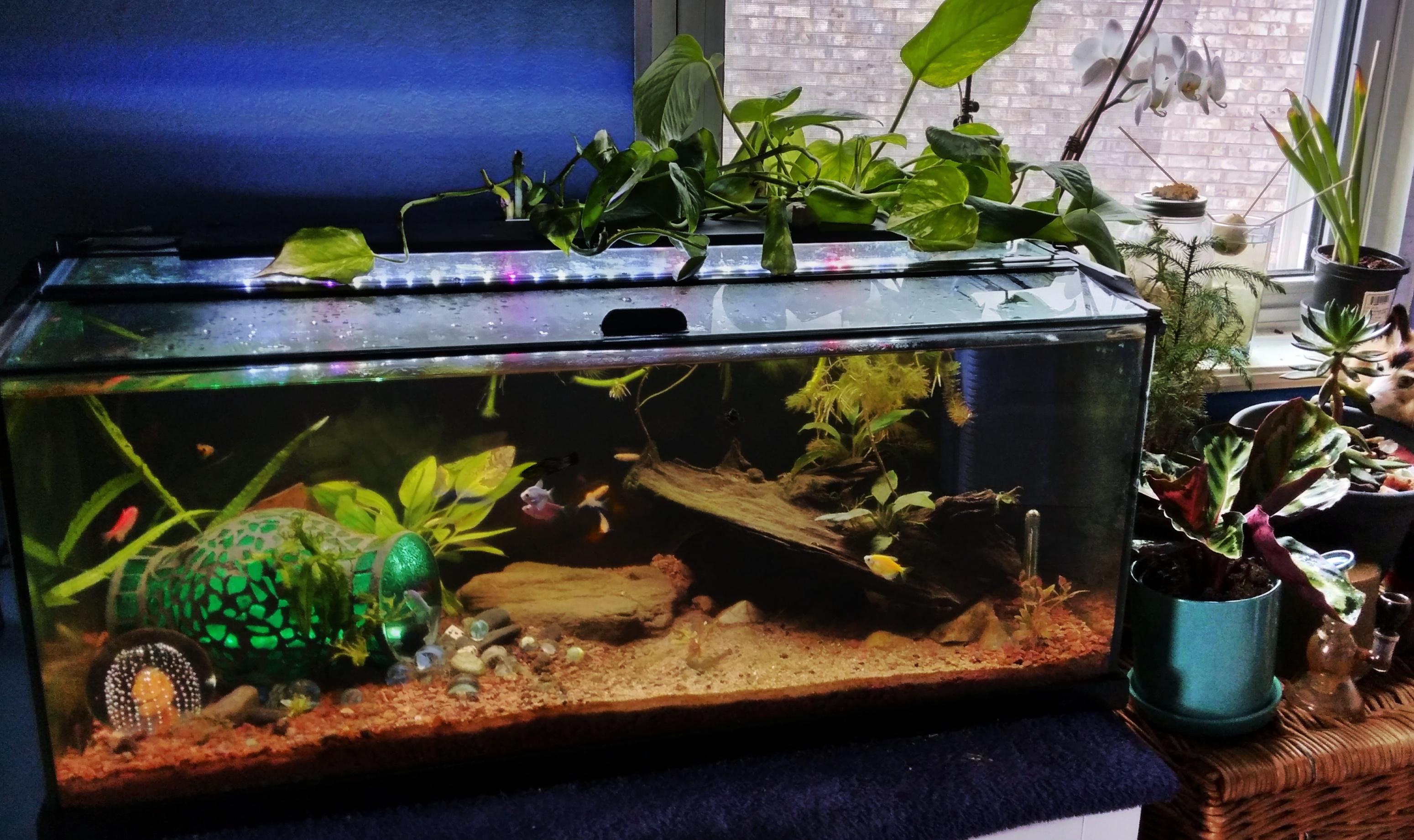 the 20 gallon community tank r/Aquariums