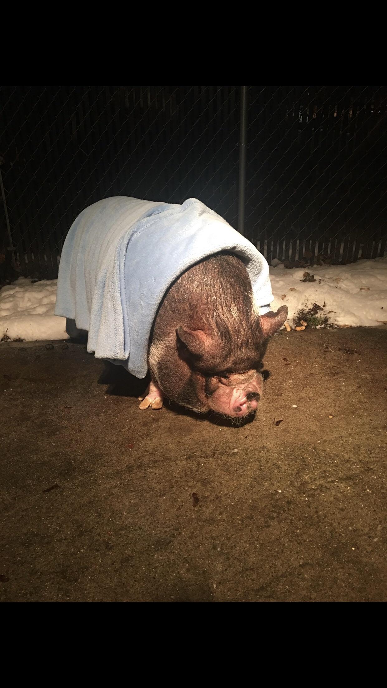 Piggin’ ain’t easy folks! 🤣😜🐽🐷😍 pigs