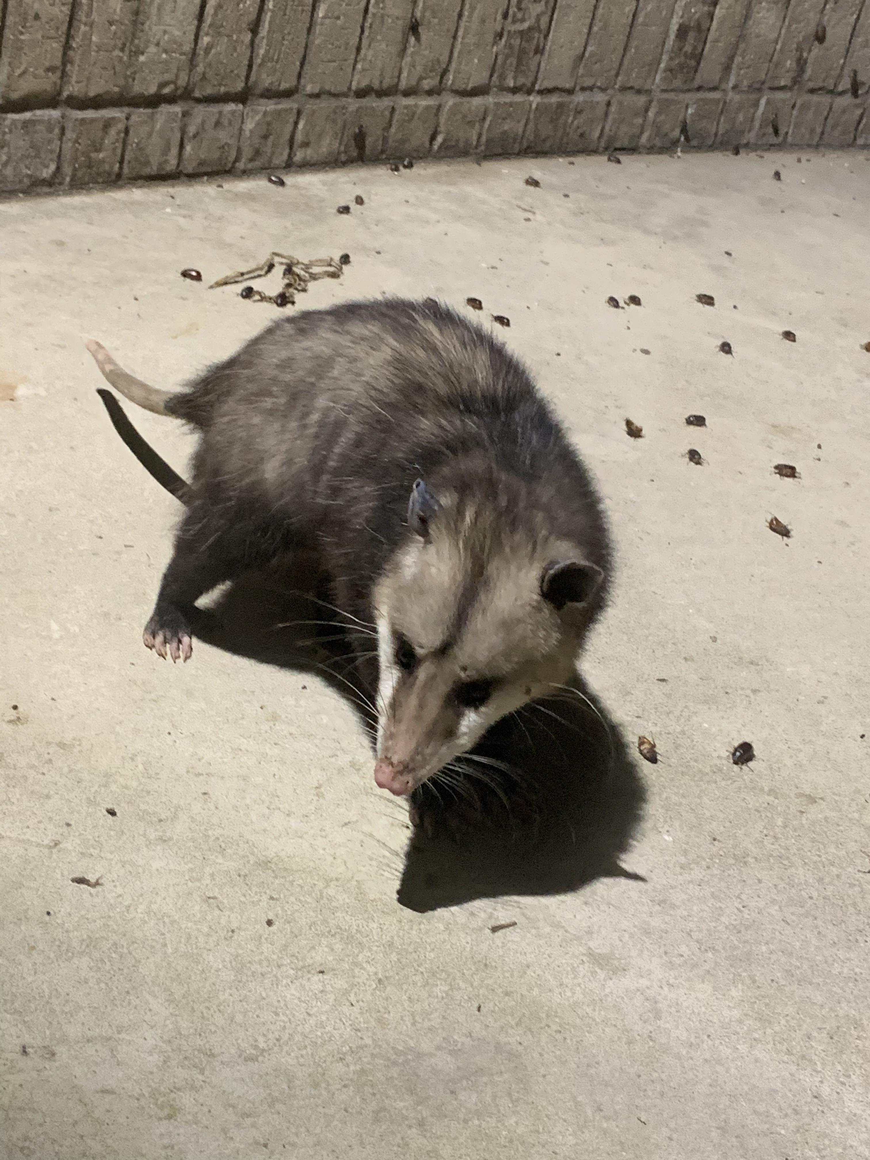 Can anyone tell me if this is a boy or a girl possum? I am in Comanche county Texas. Thanks