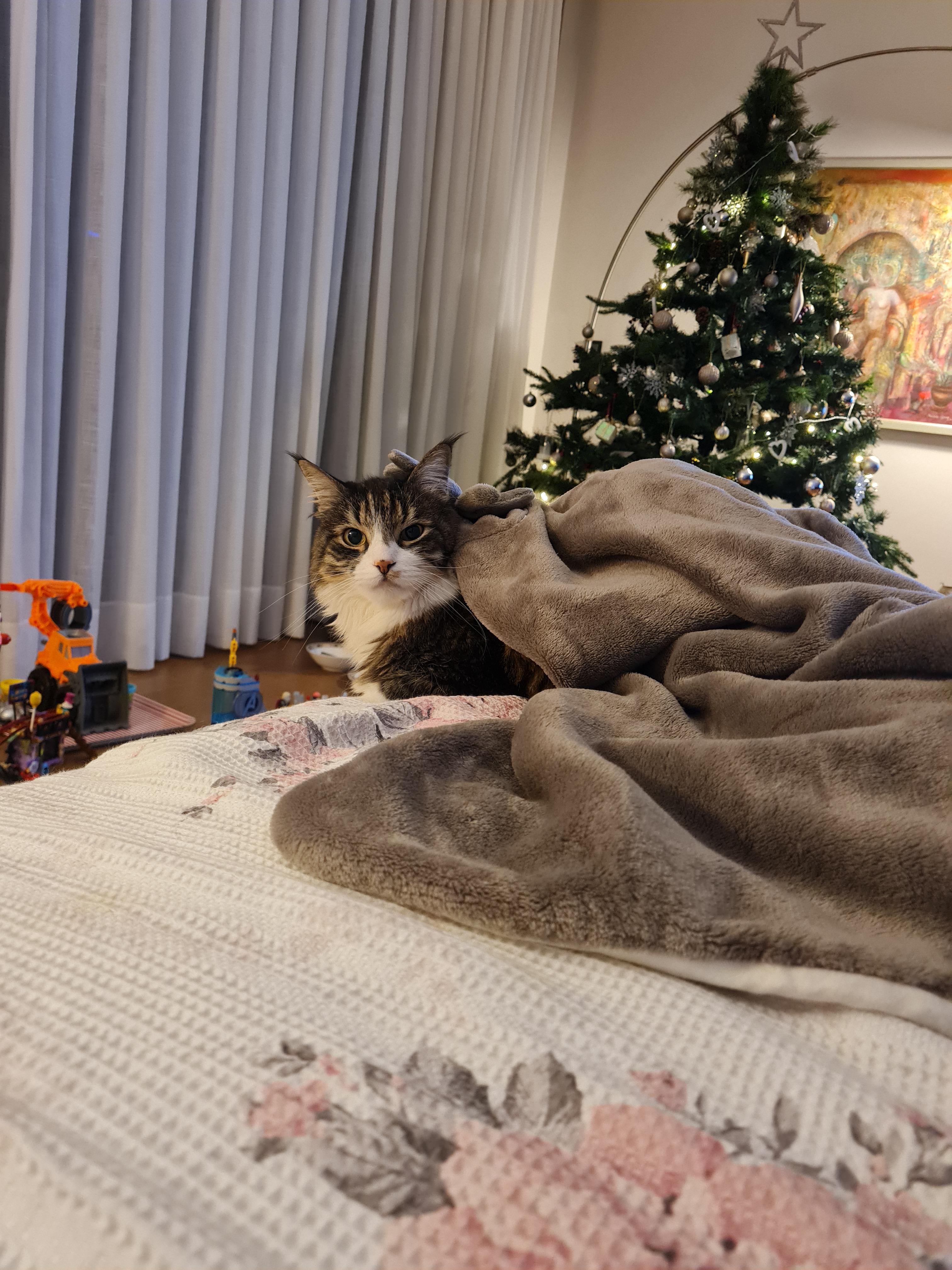 Cat under blanket r/Eyebleach