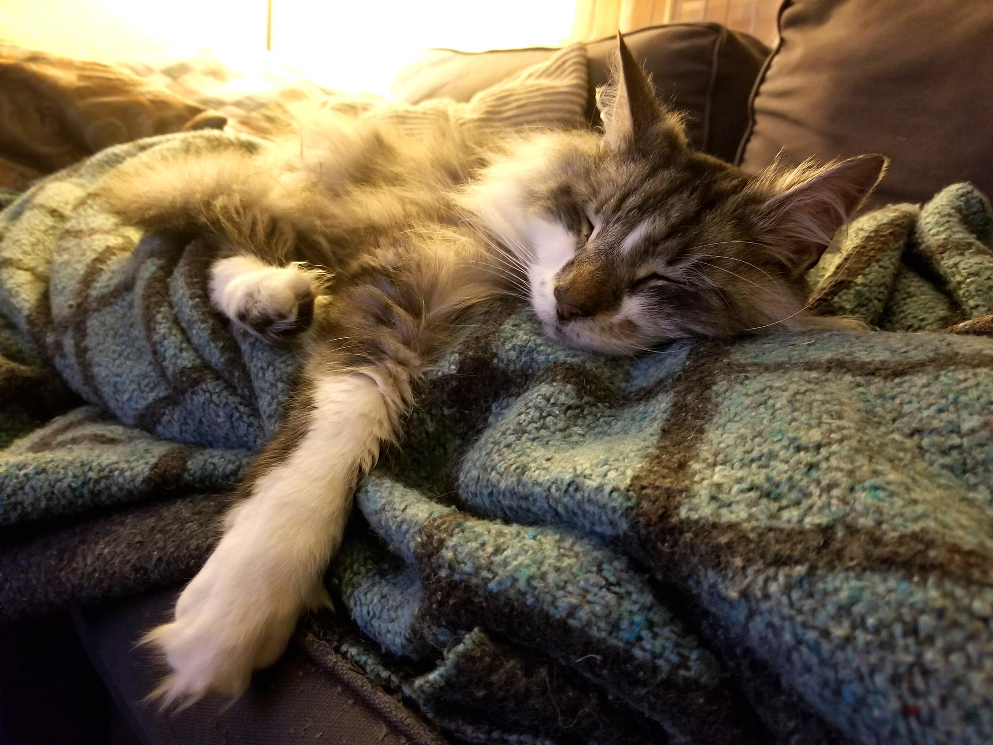 This floof is at least 18 and still the best cat I've ever known r