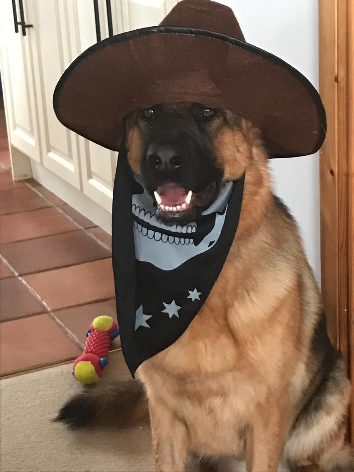 The sheriff r/dogswearinghats