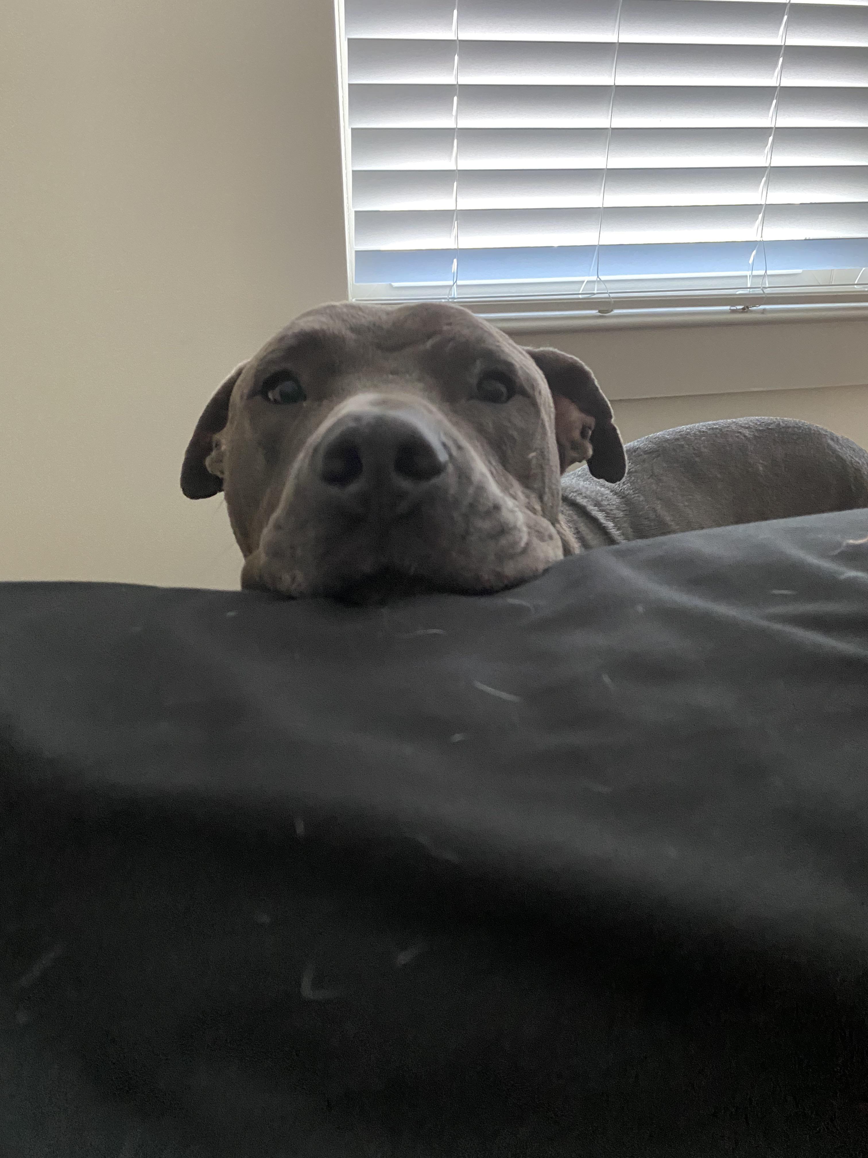 3736 best Big Head images on Pholder Pitbulls, Confusing Perspective