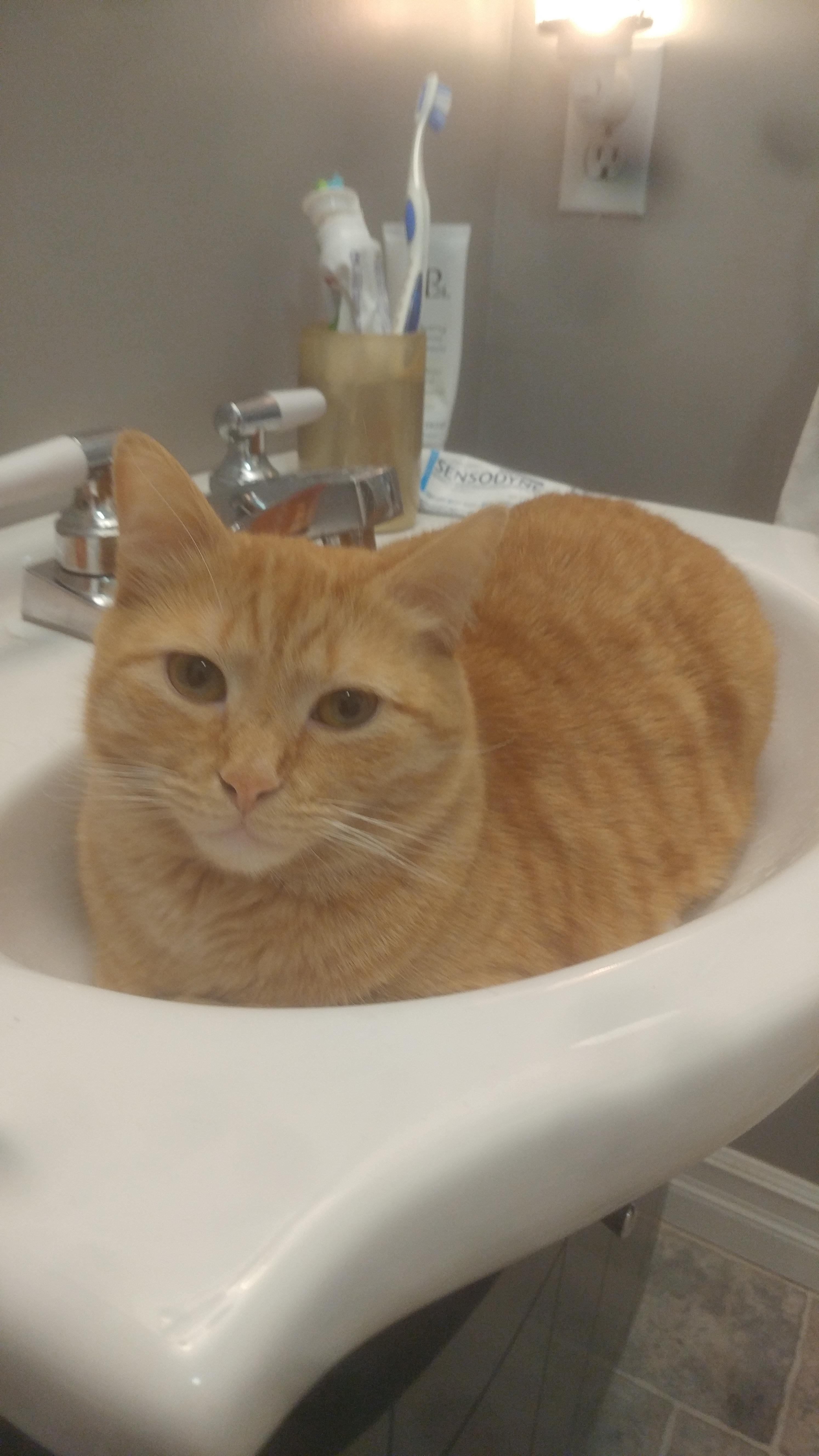 This is Linus. He was recently diagnosed with crystals in his bladder