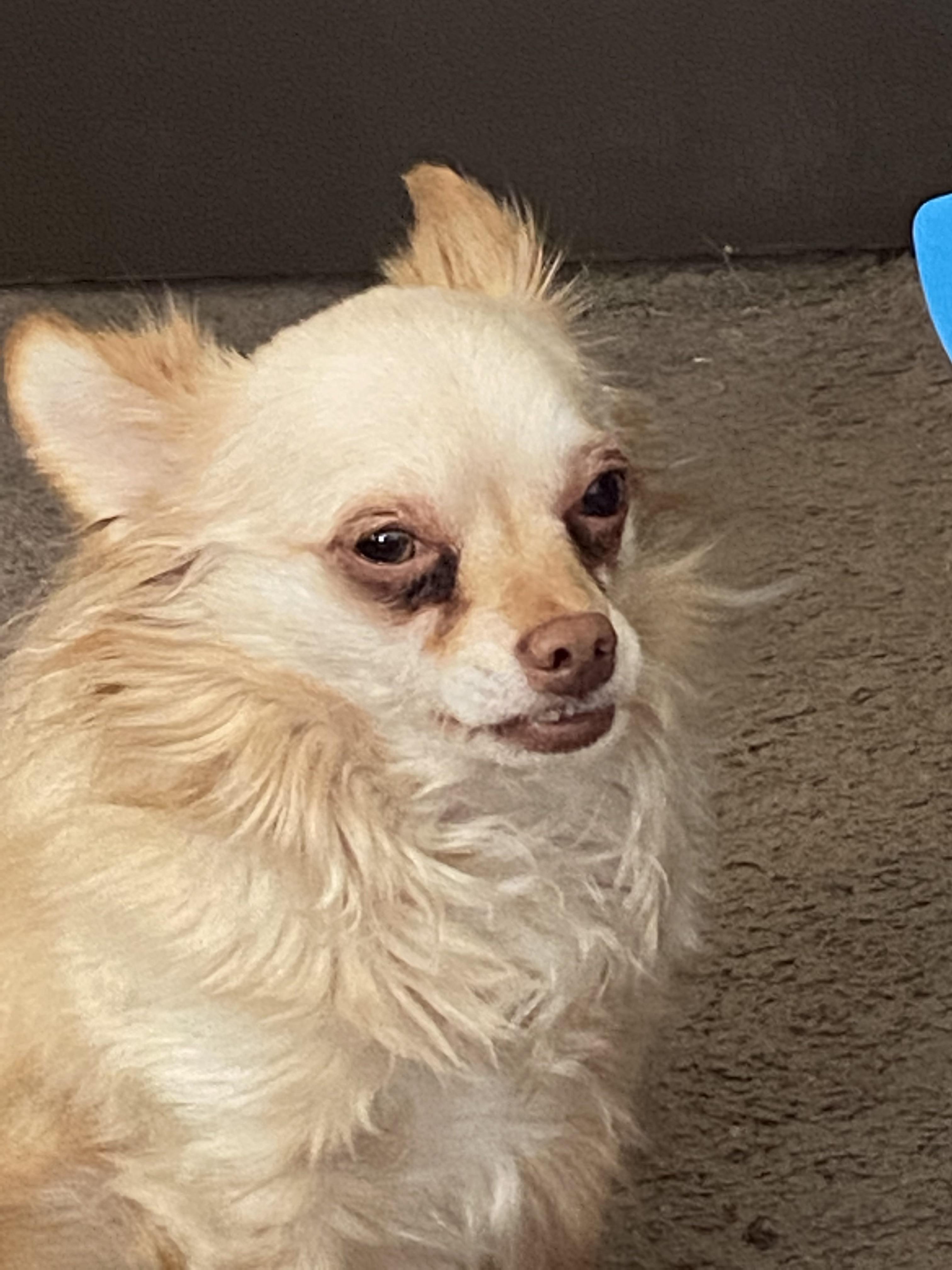 If your chi has separation anxiety, how did you fix it? I work straight