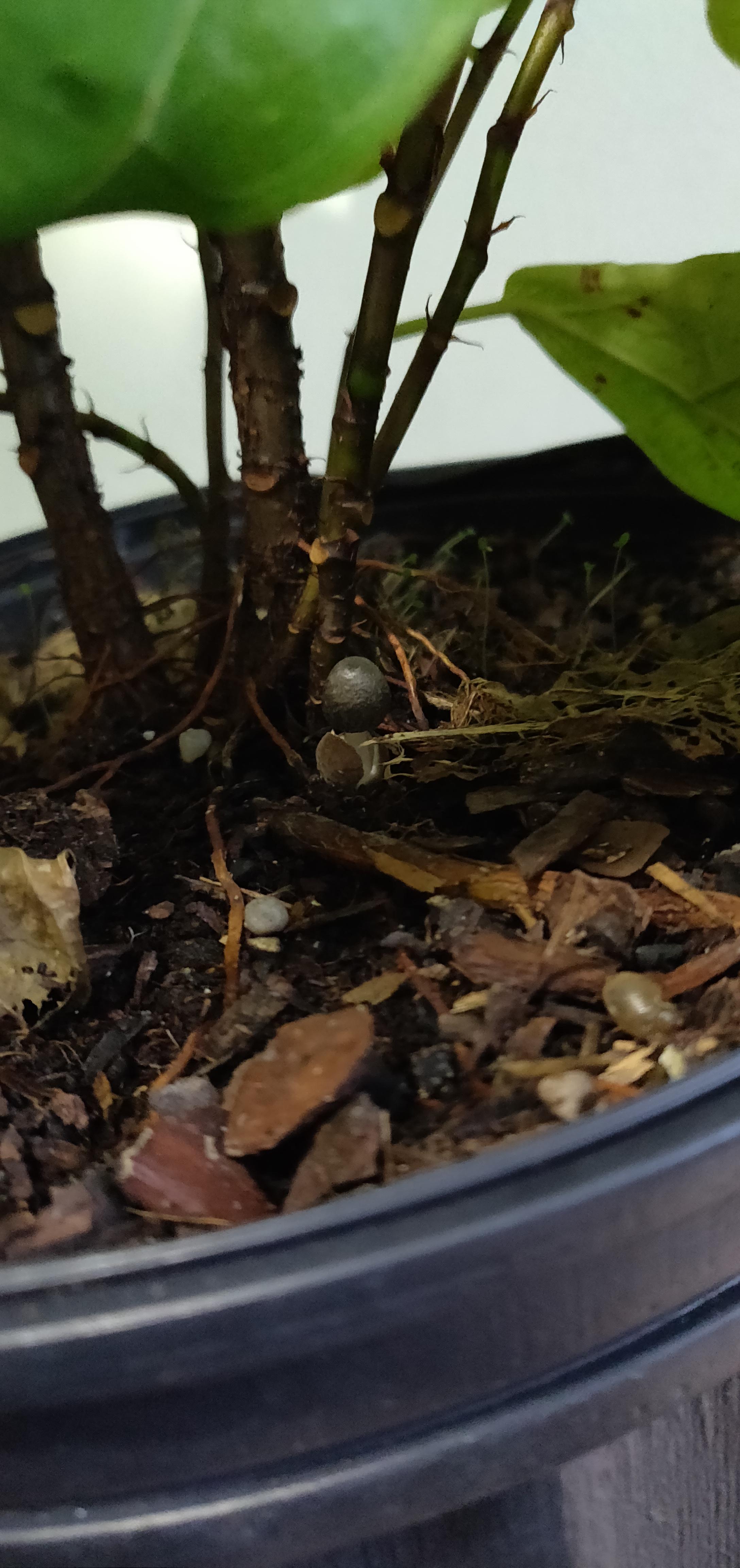 Found this mushroom with my fiddle leaf fig. Is it bad? Is it a sign of