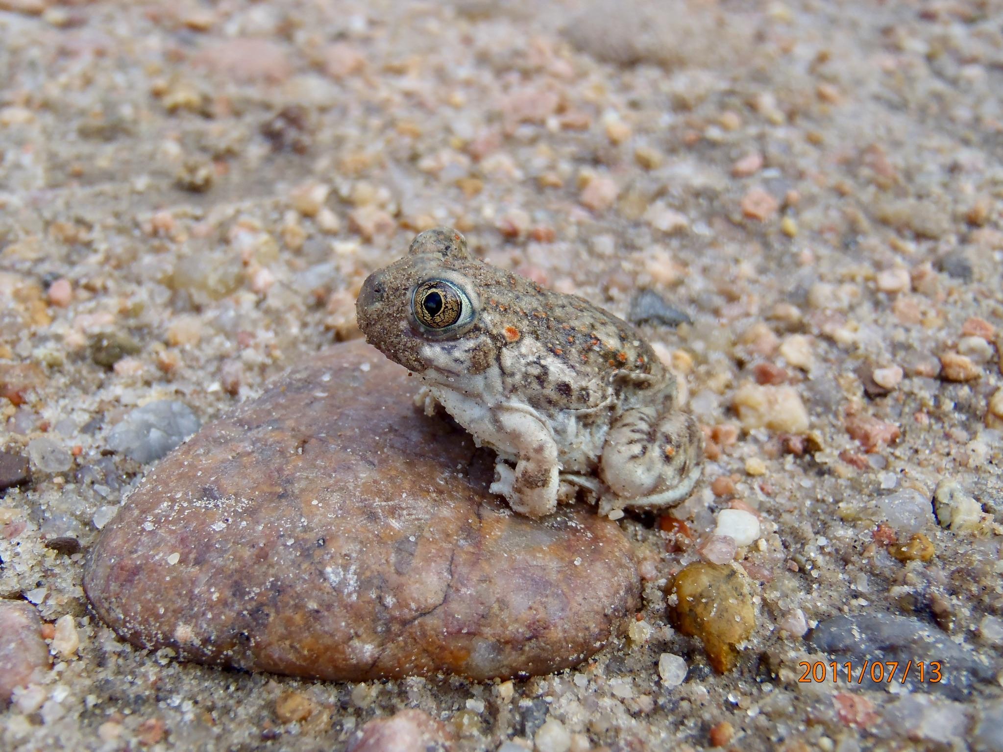 One of my favorite toads, the Plains Spadefoot Toad (Spea bombifrons