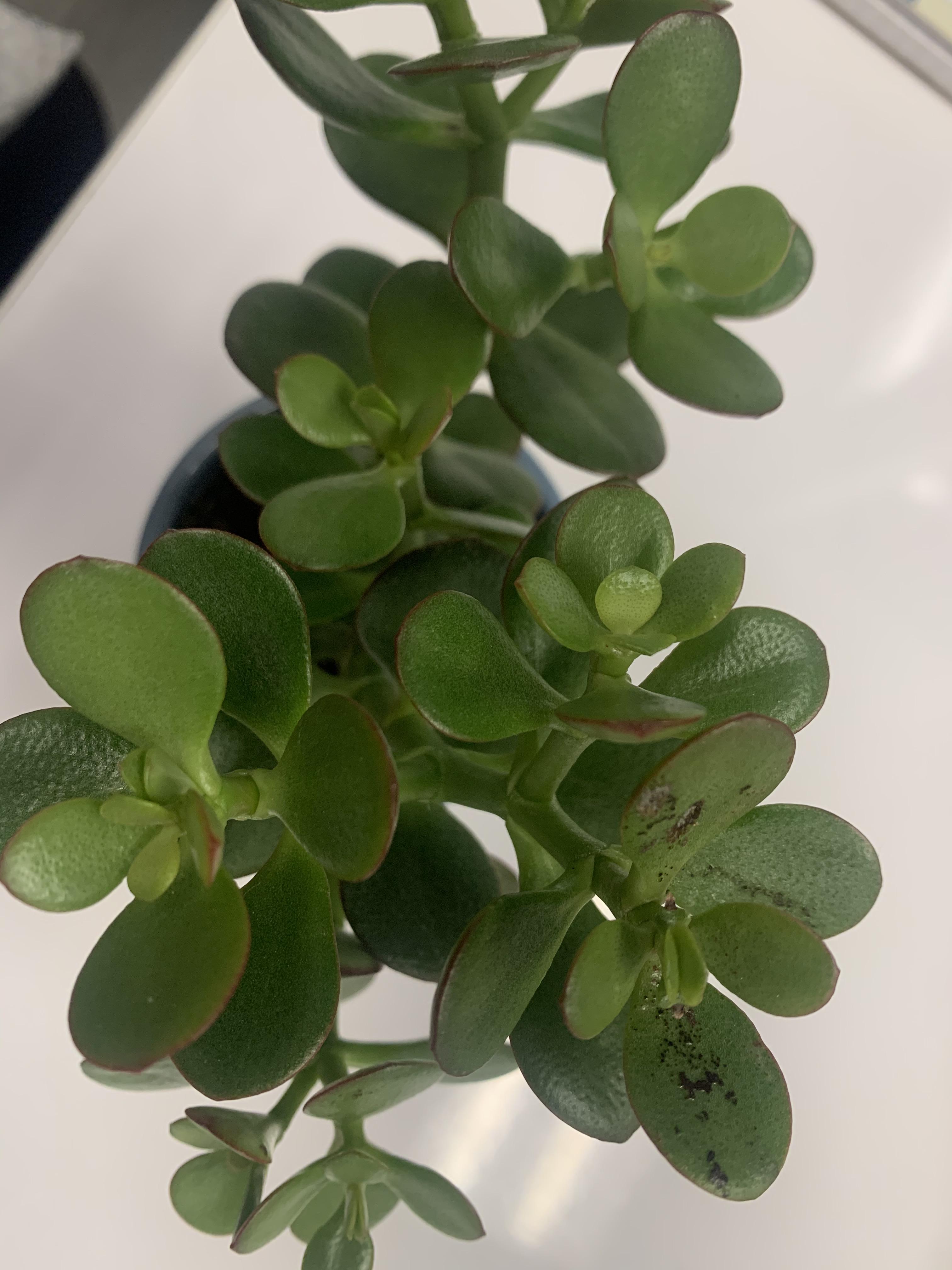 My Jade has started to develop some black spots on a few of the leaves
