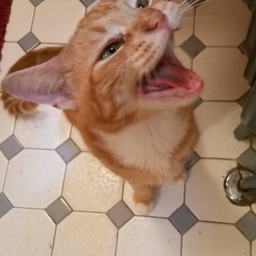 My foster cat has no teeth and loves to show off his gummy grin r/cats