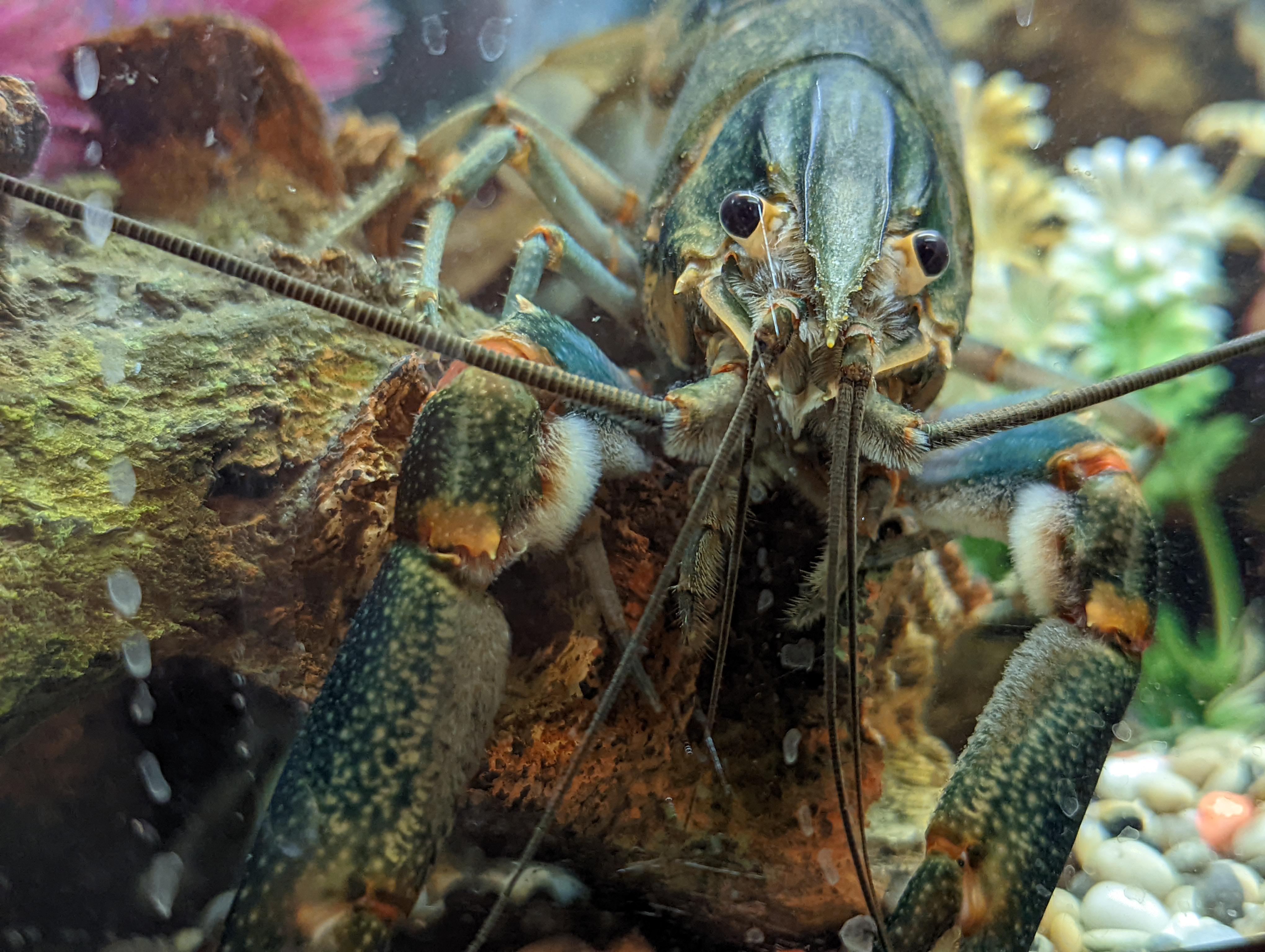 Do Crayfish Have Hair Best Fashionable Items