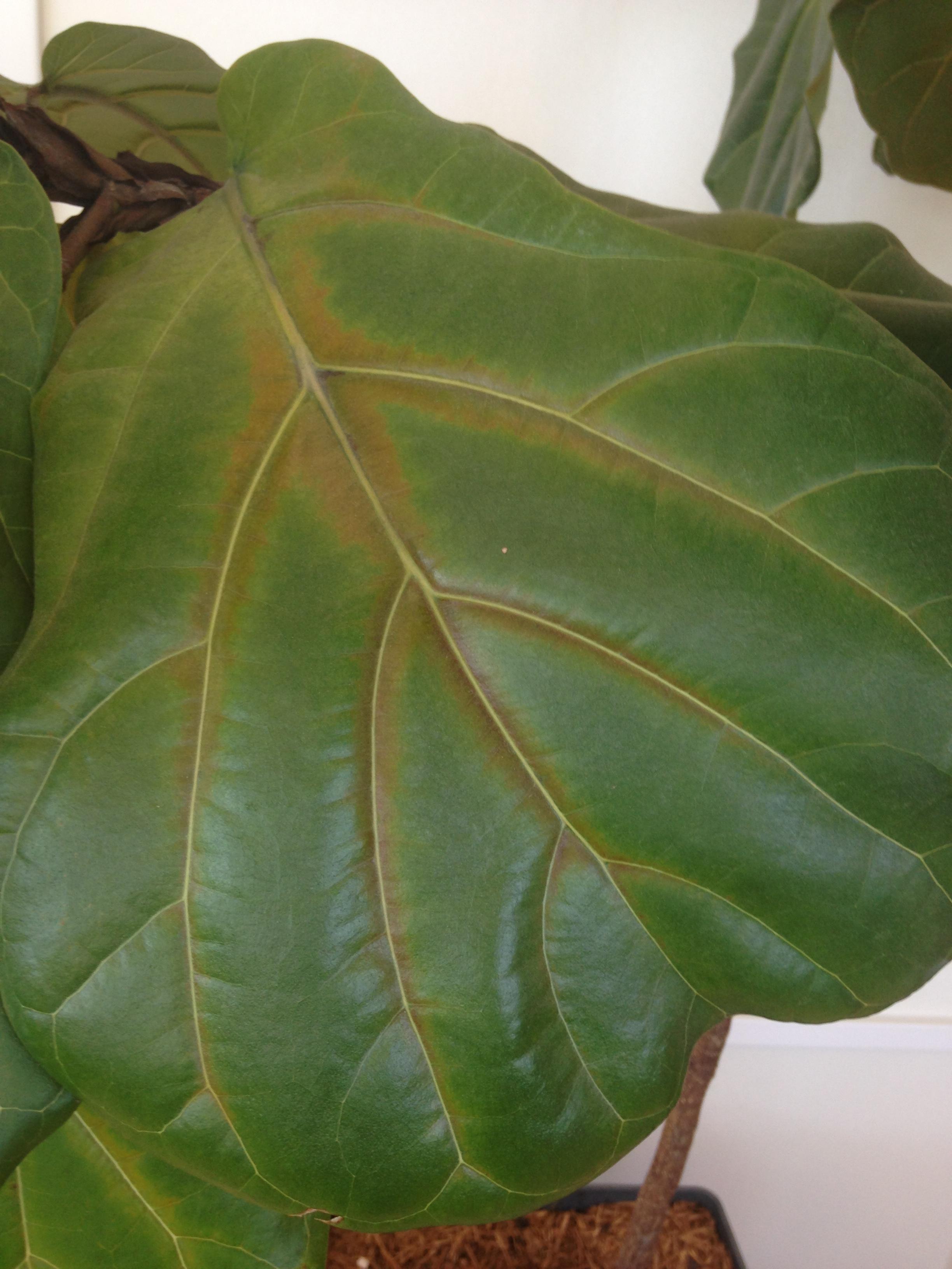 Established Ficus lyrata [Fiddleleaf] has bronzing along the veins