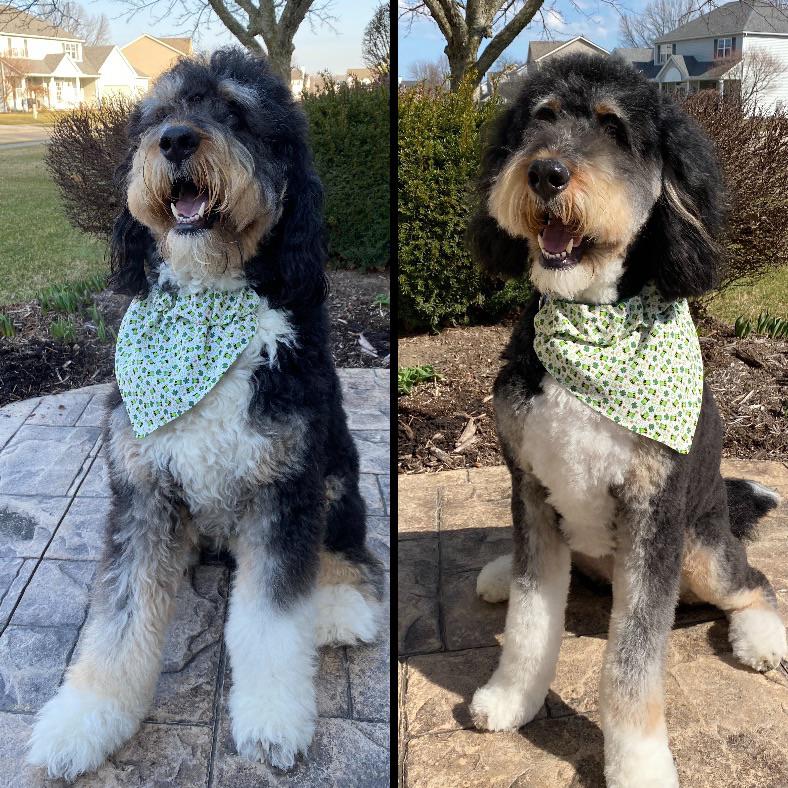 Before and after spring haircut! r/Bernedoodles