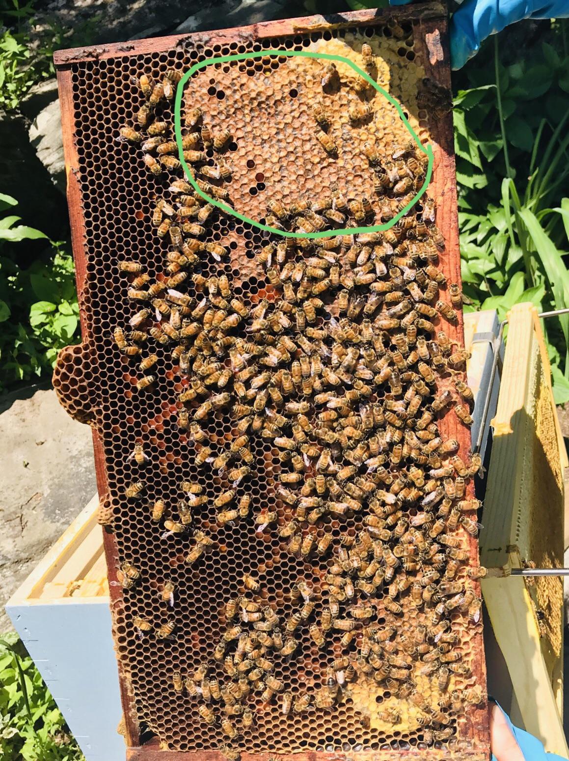 Capped Brood or Honey in circle ? I’m a newbie and think I’m queenless