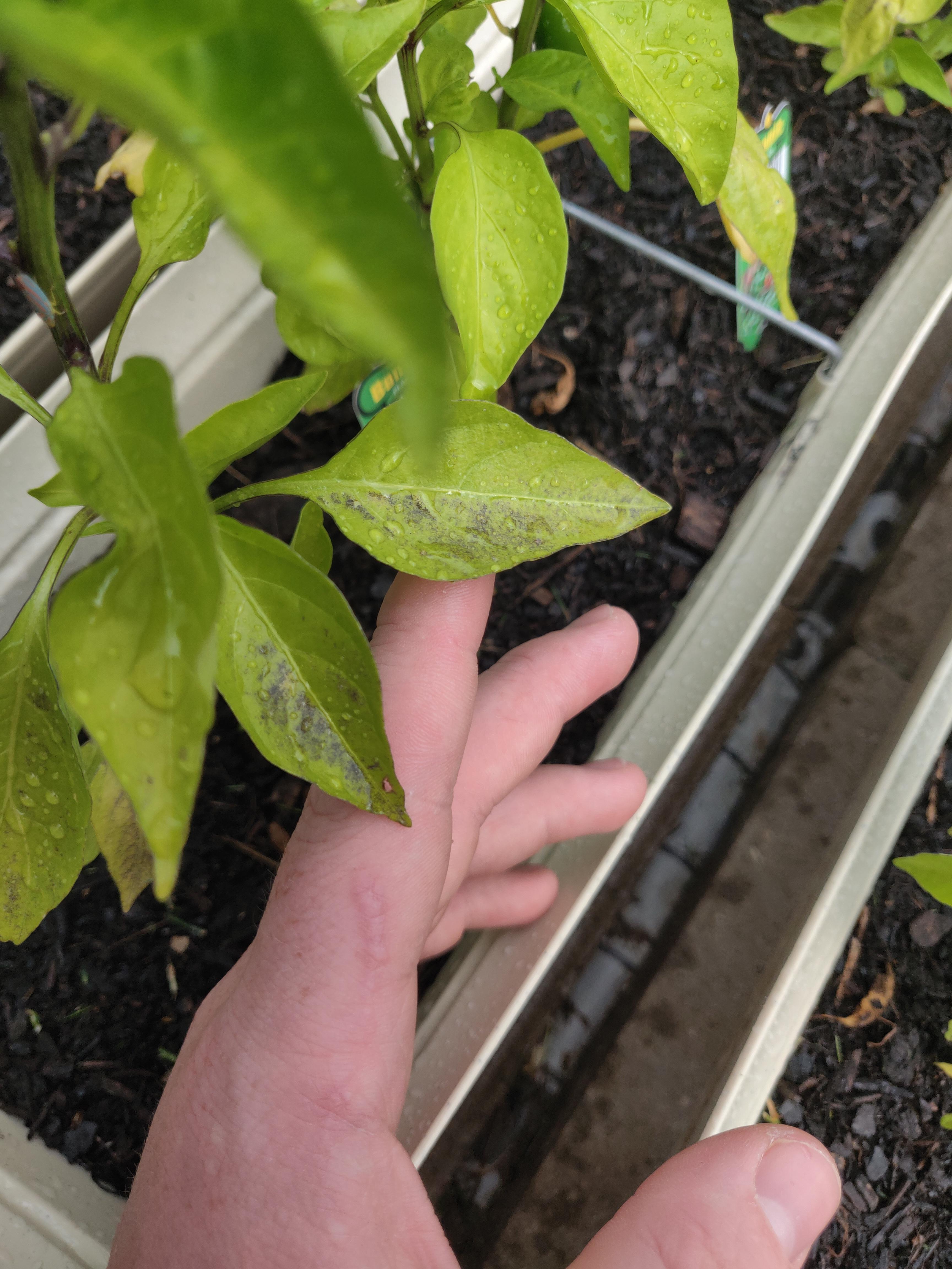 Anyone know what these black spots are on my Cayenne and jalapeno? r