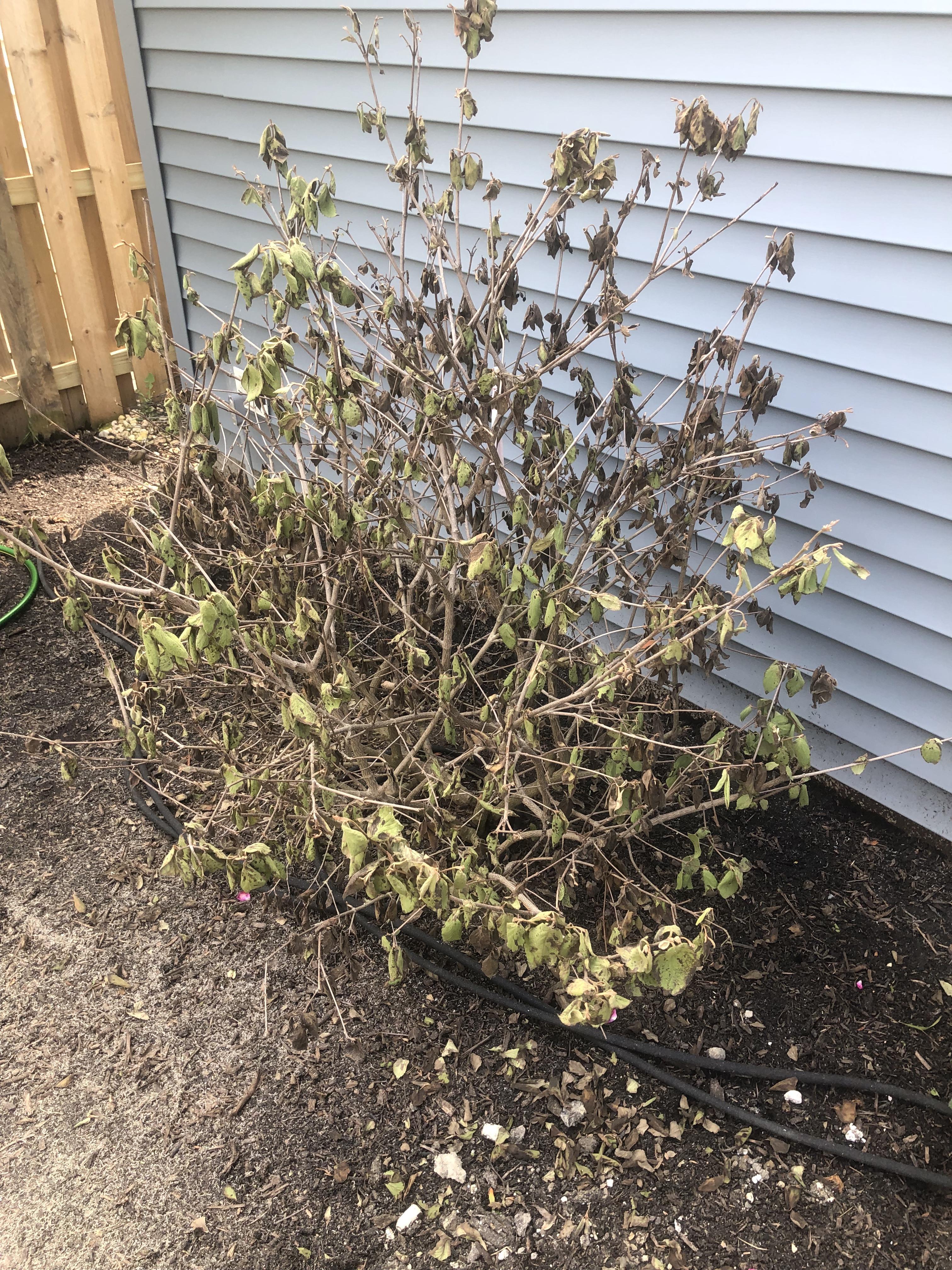Dead Viburnum? Scratch test is green but all leaves are gone. It was