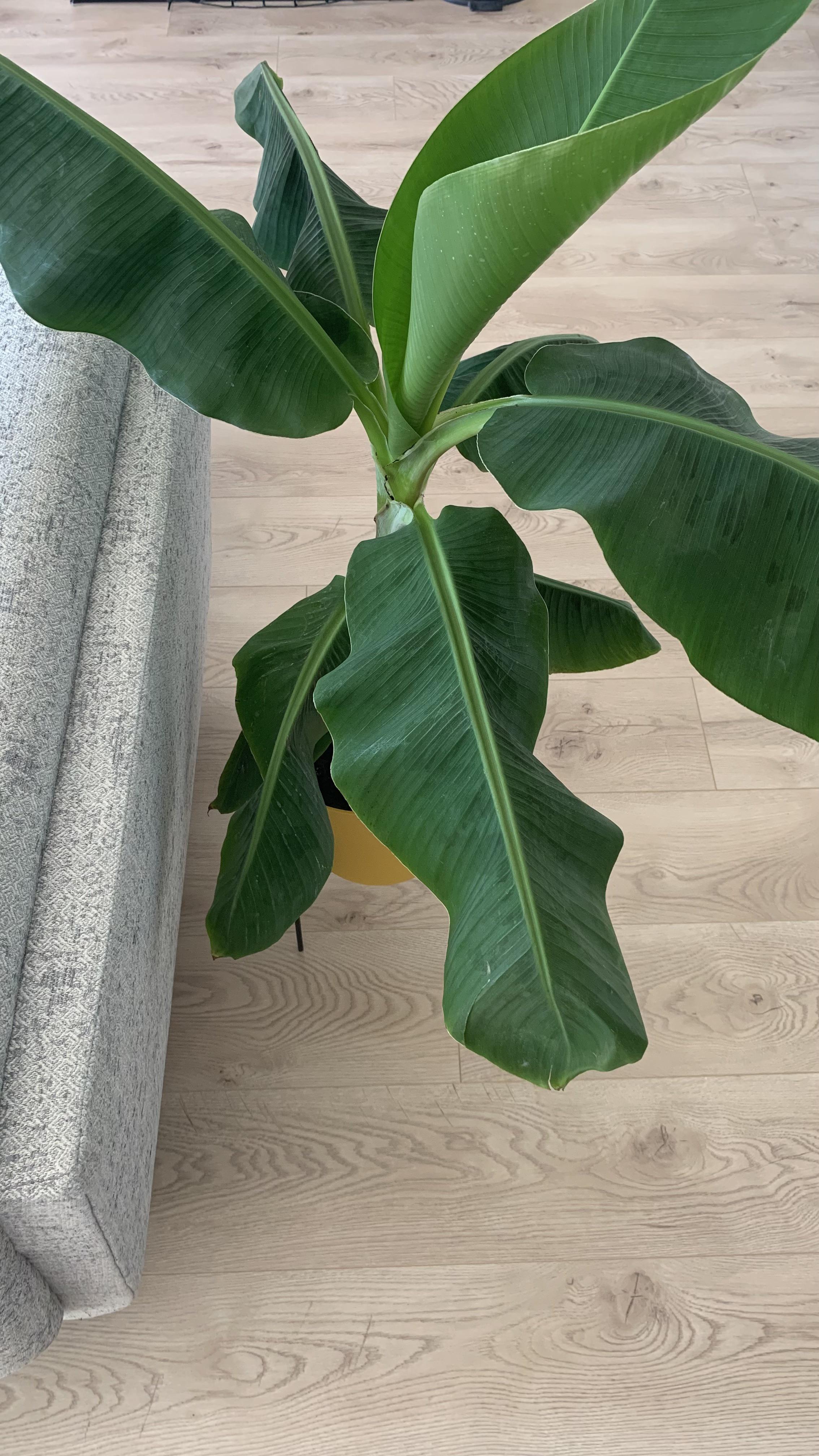 Droopy banana plant; why? r/houseplants