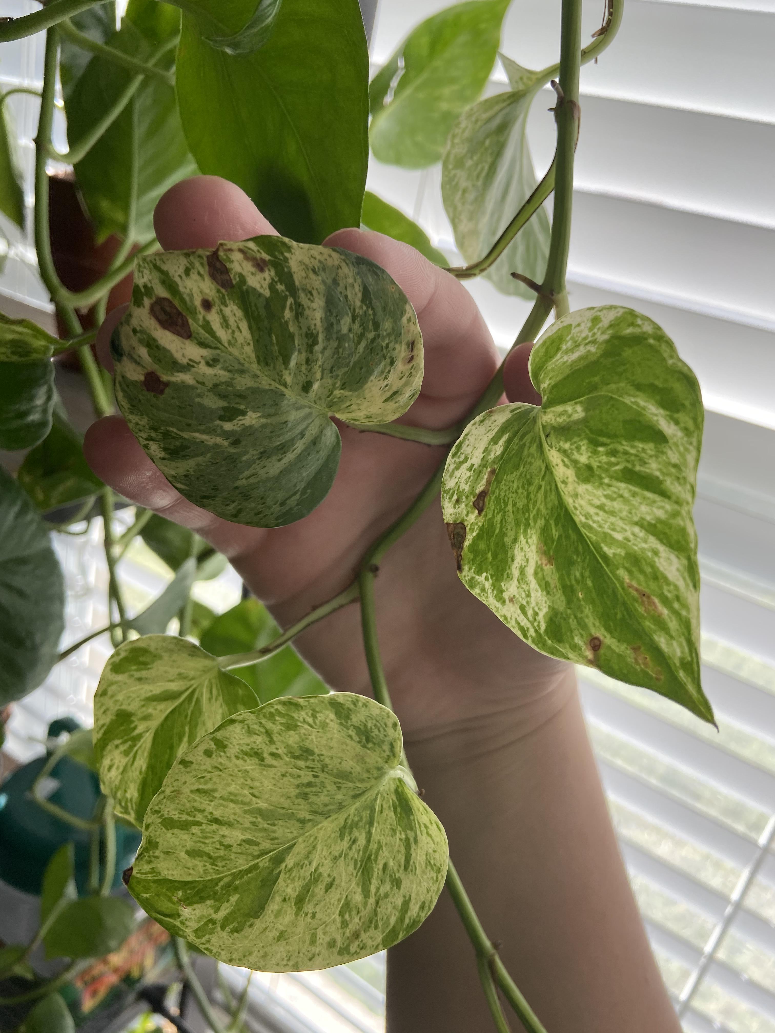 my marbled queen pothos has these brown spots on its leaves, i was
