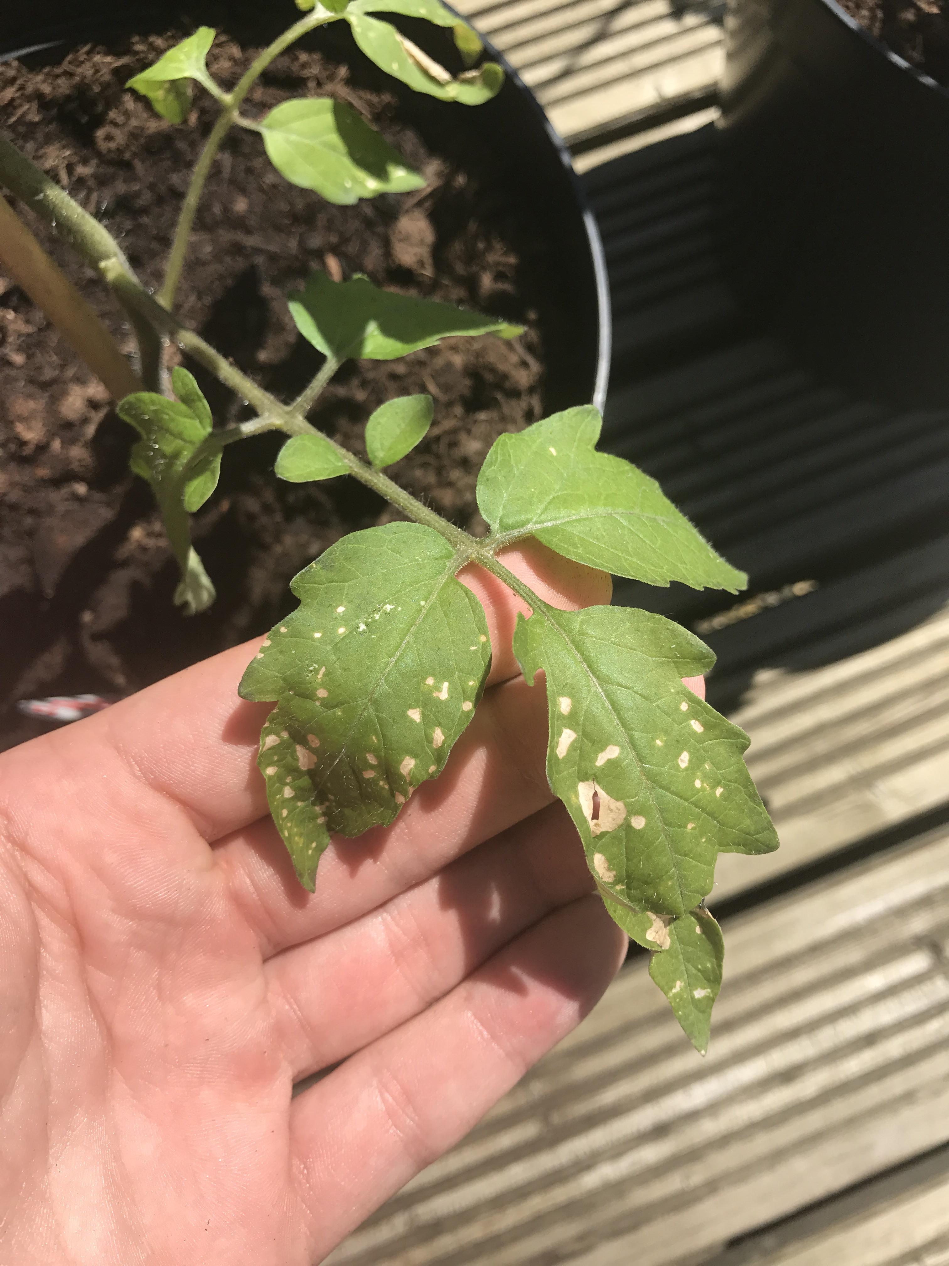 Tomato leaf advice? (UK Zone 8b) r/gardening