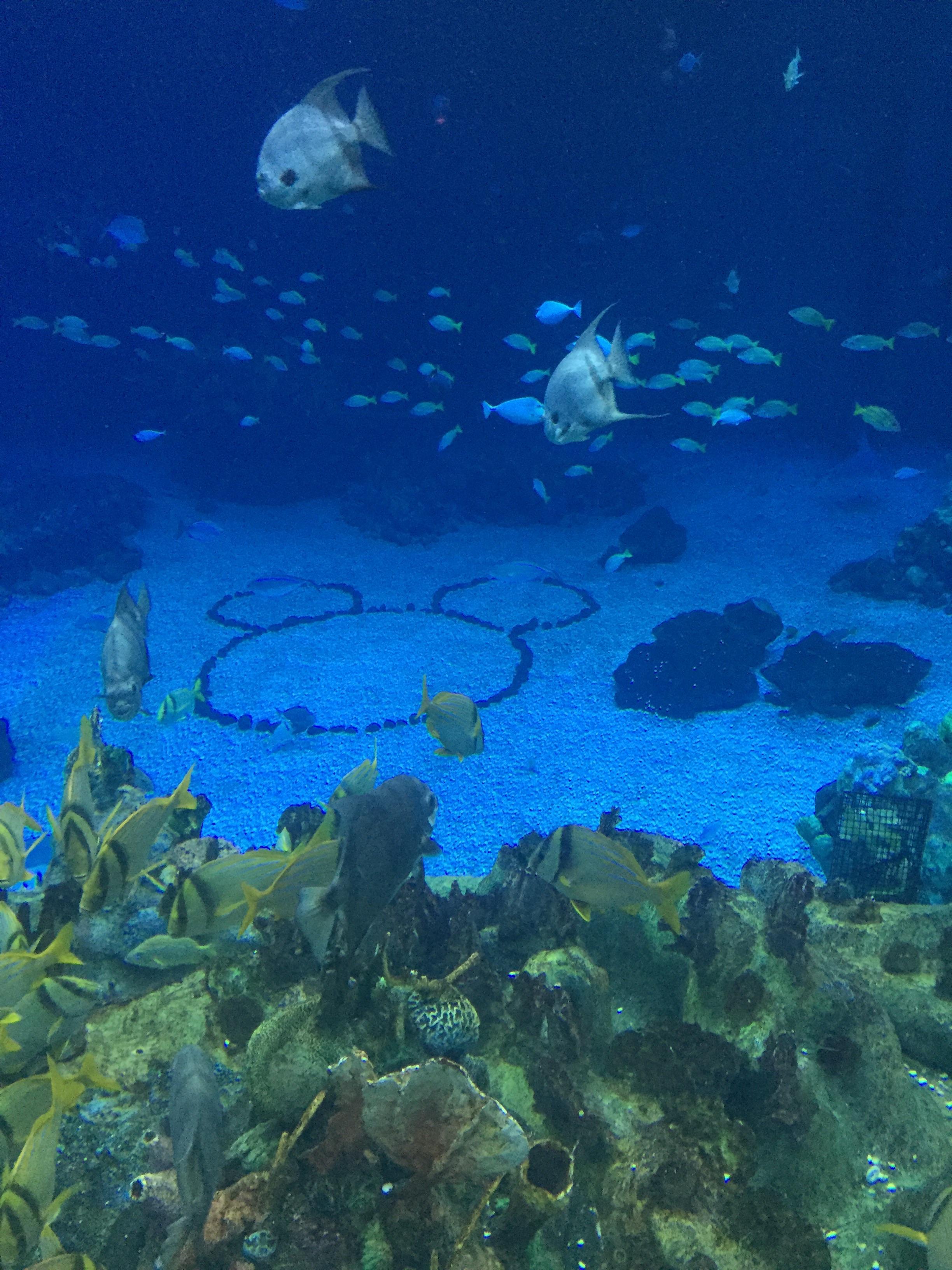 The aquariums at Disney’s Epcot were magnificent. What I would do to go