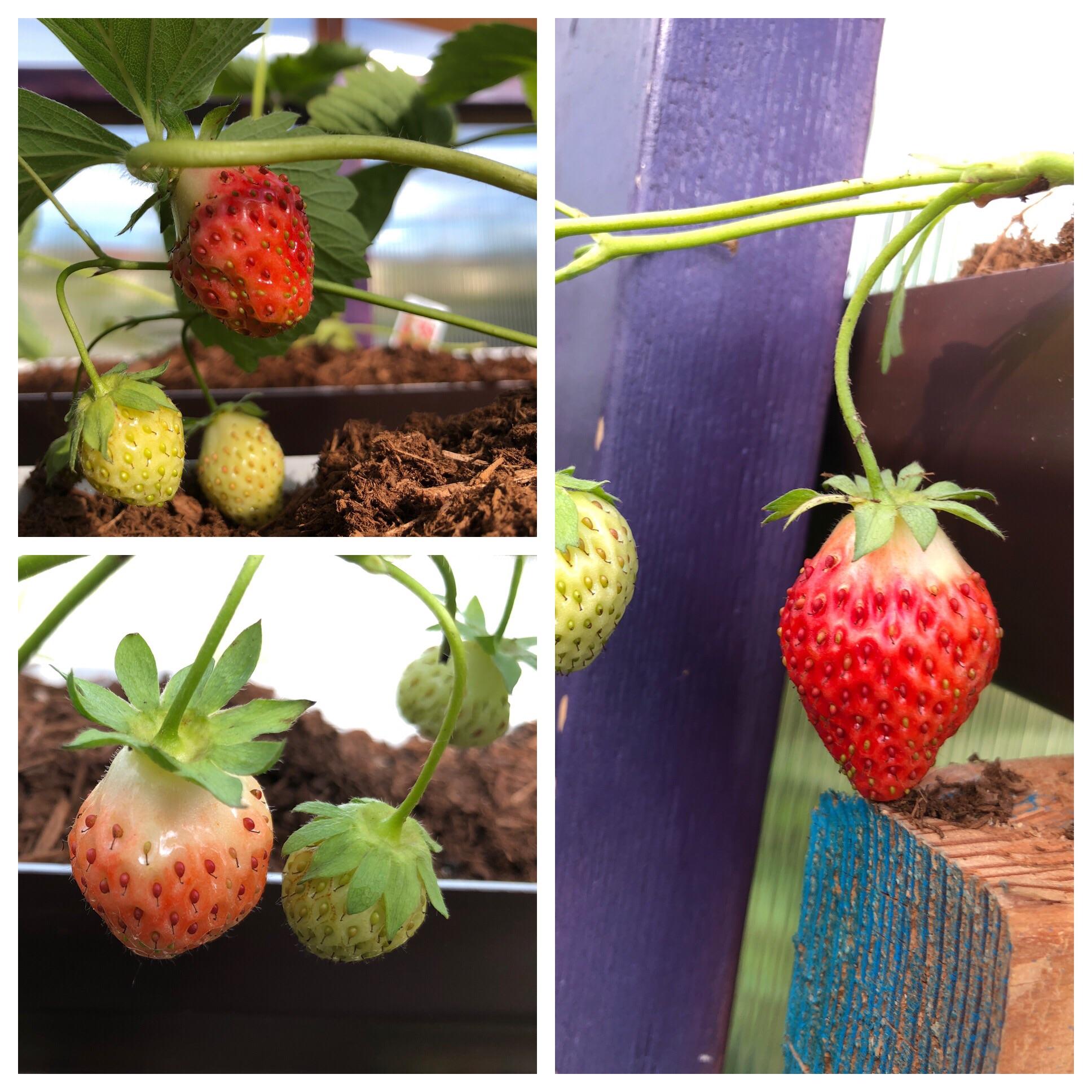 My first successful strawberries after trying for 3 years. Zone 7. r
