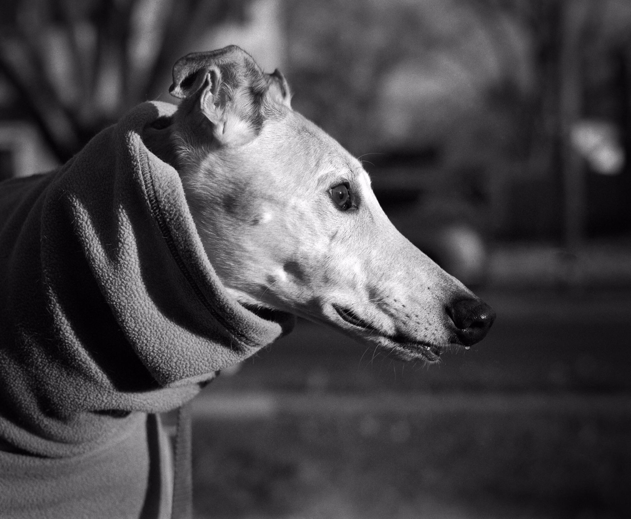 Runny nose on a human gross. A nose drip from a greyhound awwww