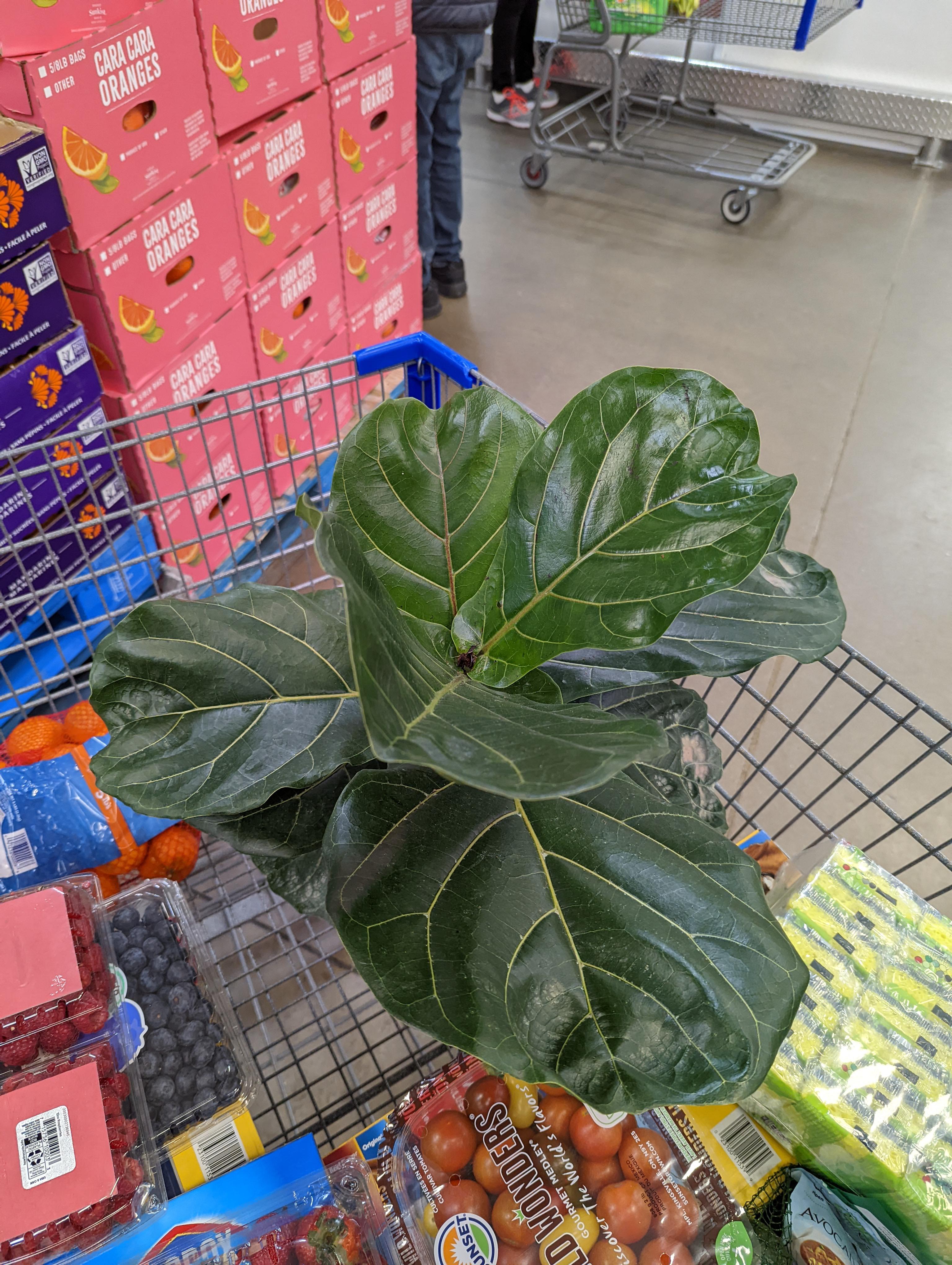 Thanks Sam's, 10 fiddle leaf fig from clearance ! r/houseplants