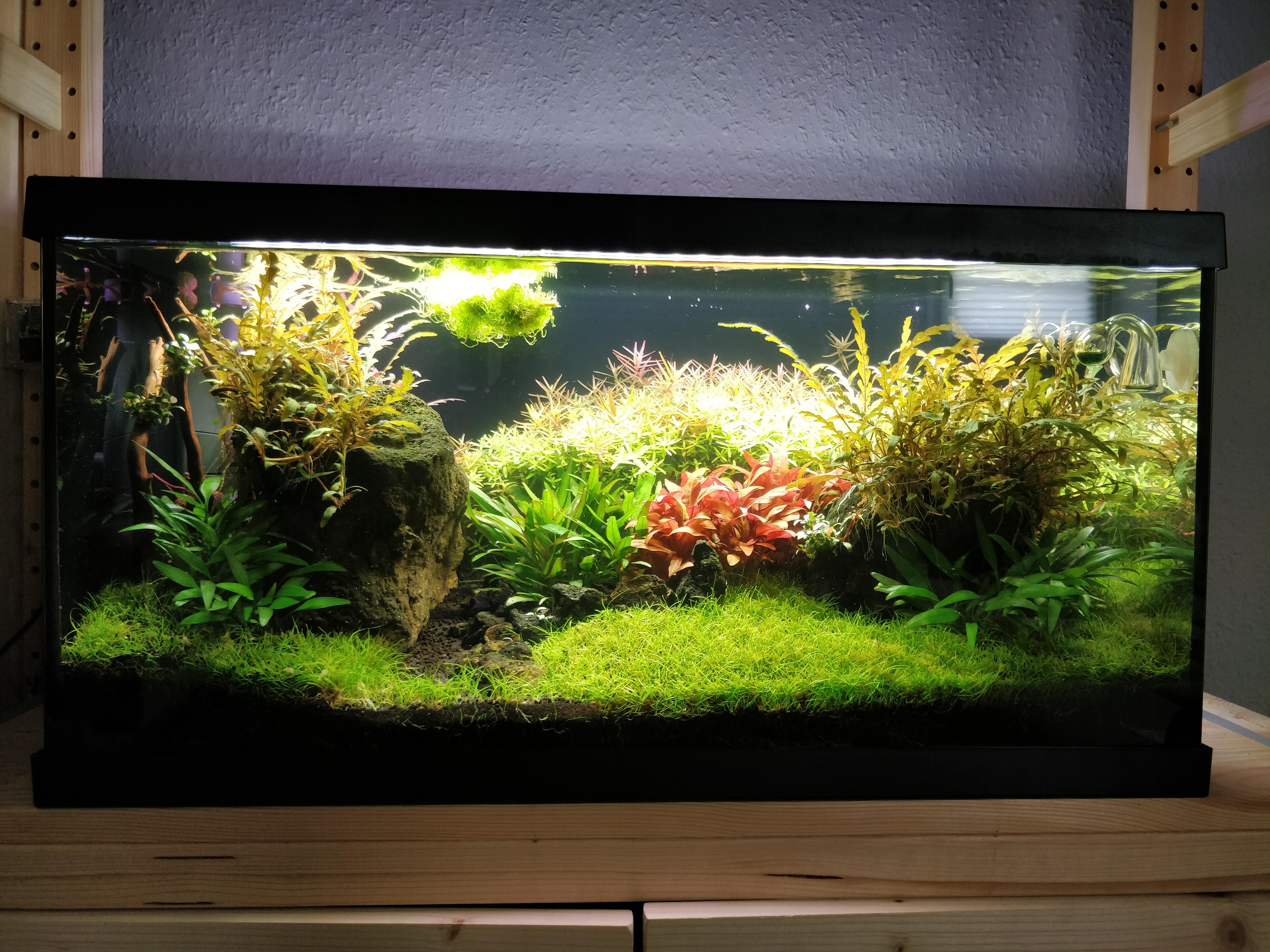 How Much Does A 20 Gallon Fish Tank Cost It's large enough to have a