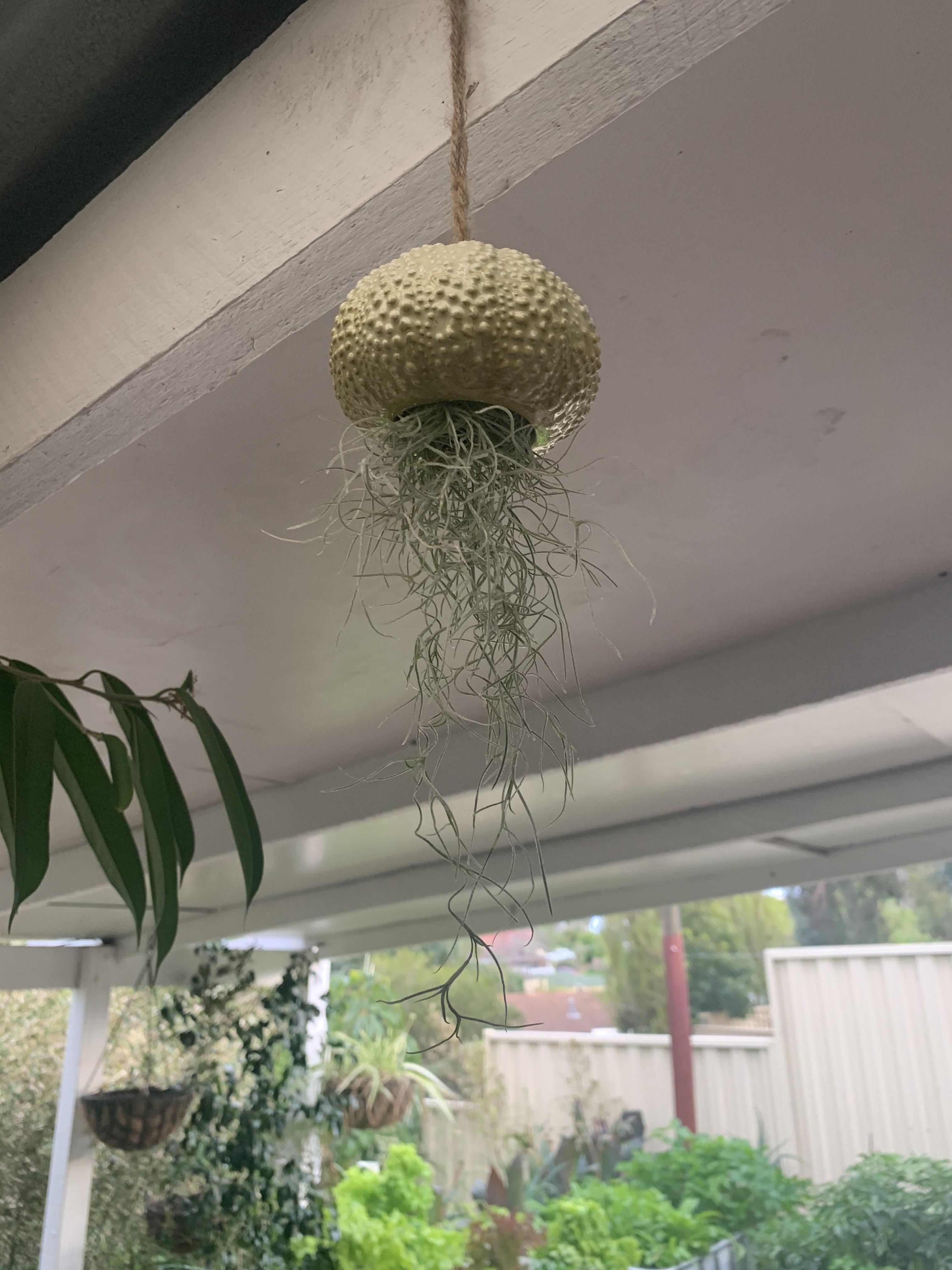 I have a couple of these little Spanish moss jellyfish. r/houseplants