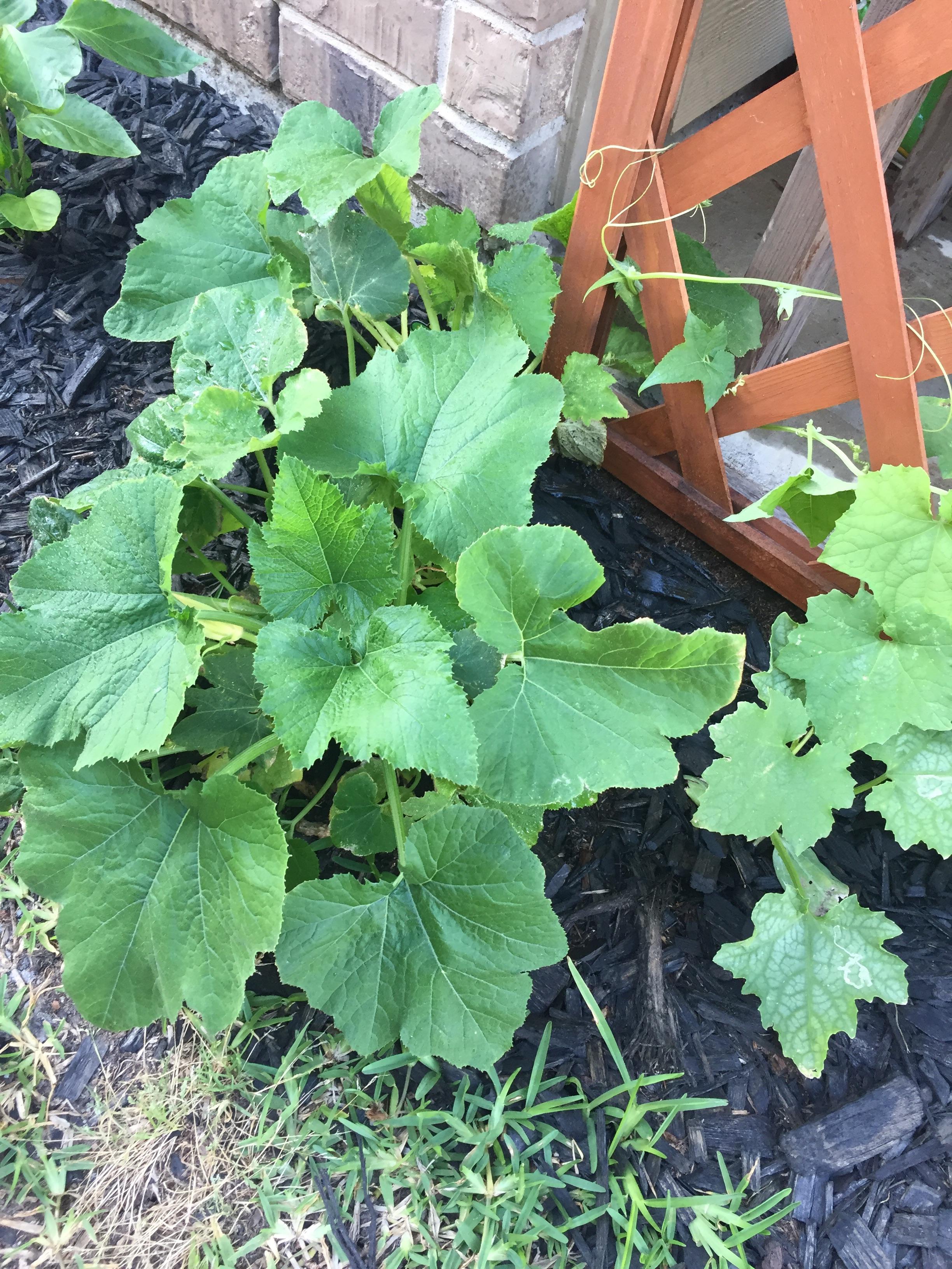 Does anyone know why my zucchini squash won't grow any...zucchini