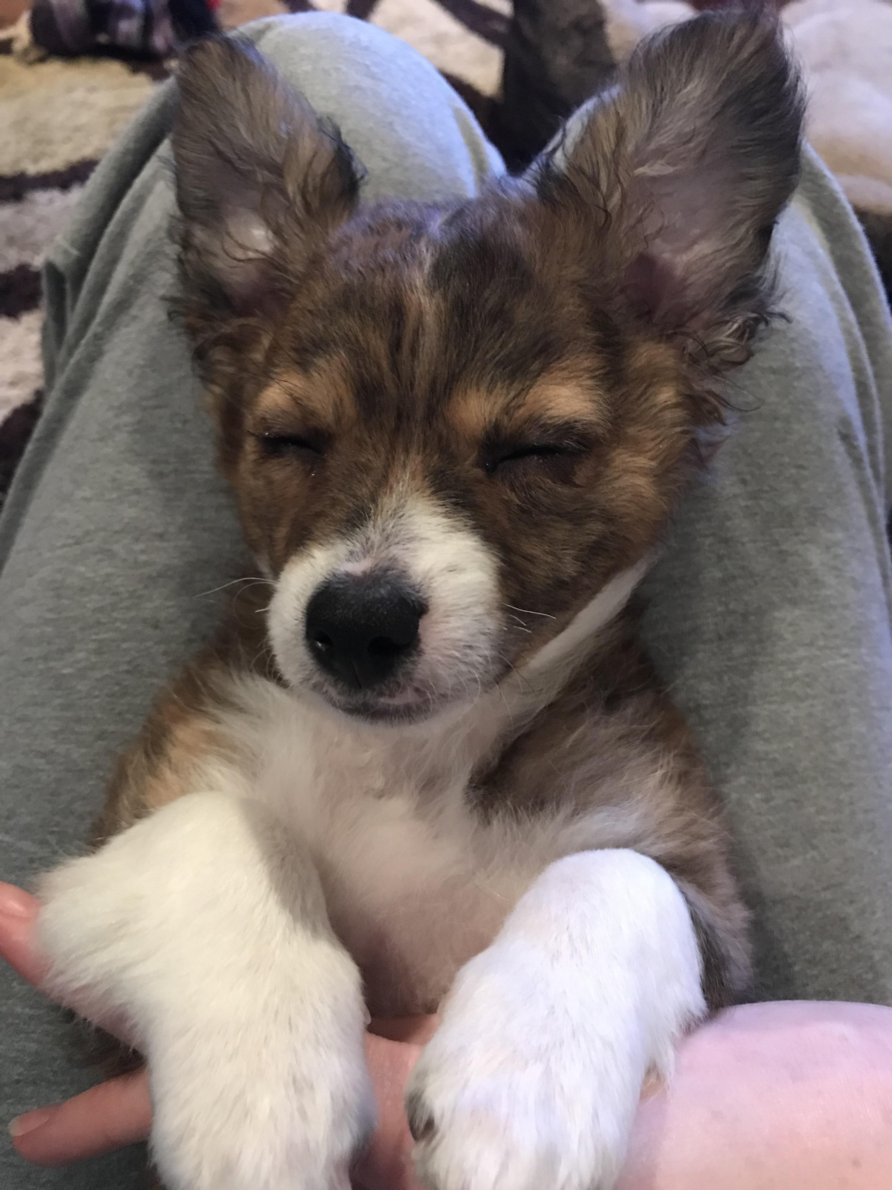 He finally has a place to shine! mix. Looks sweet but will