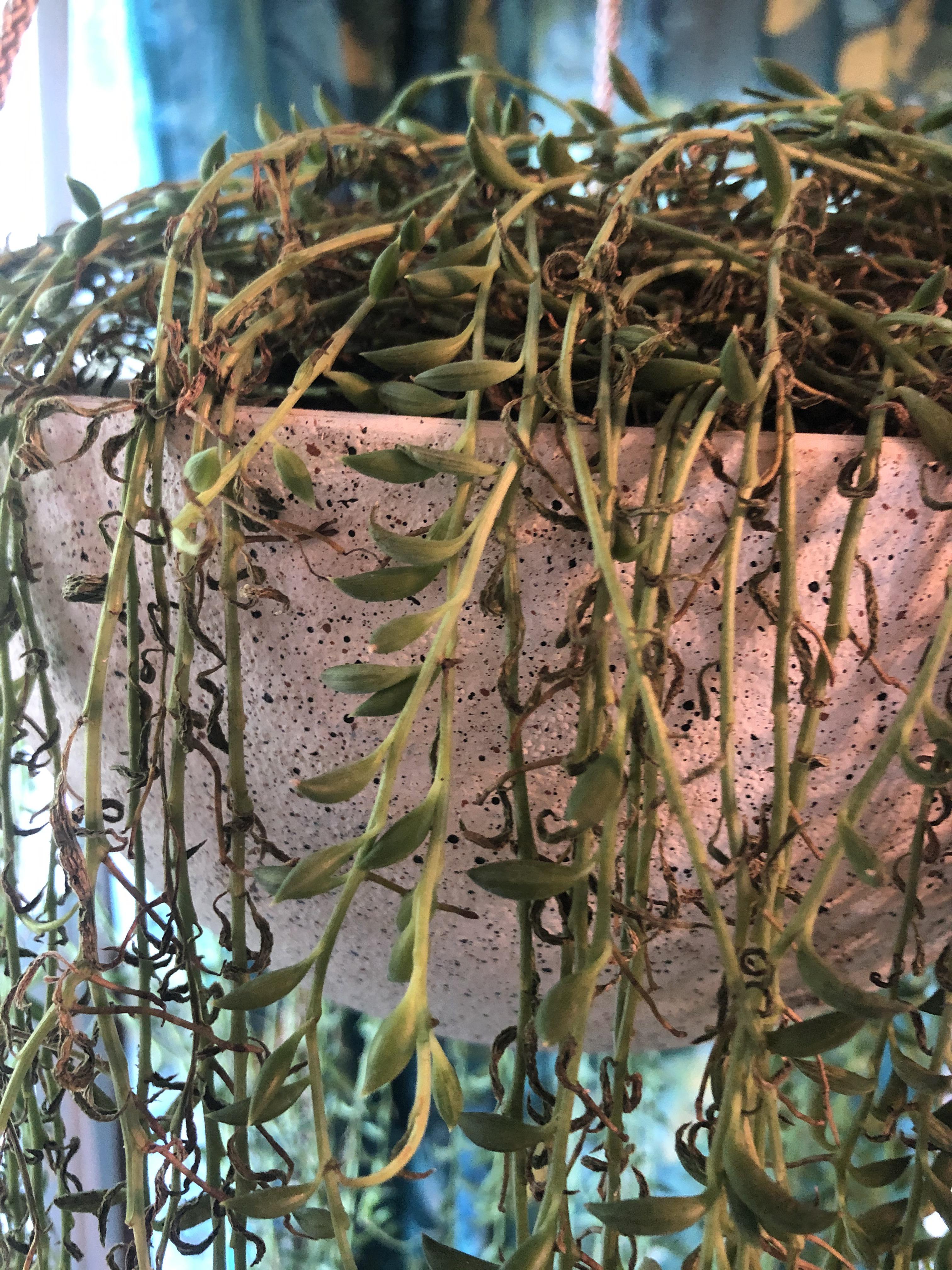 String of bananas slowly dying, info in comments. r/plantclinic