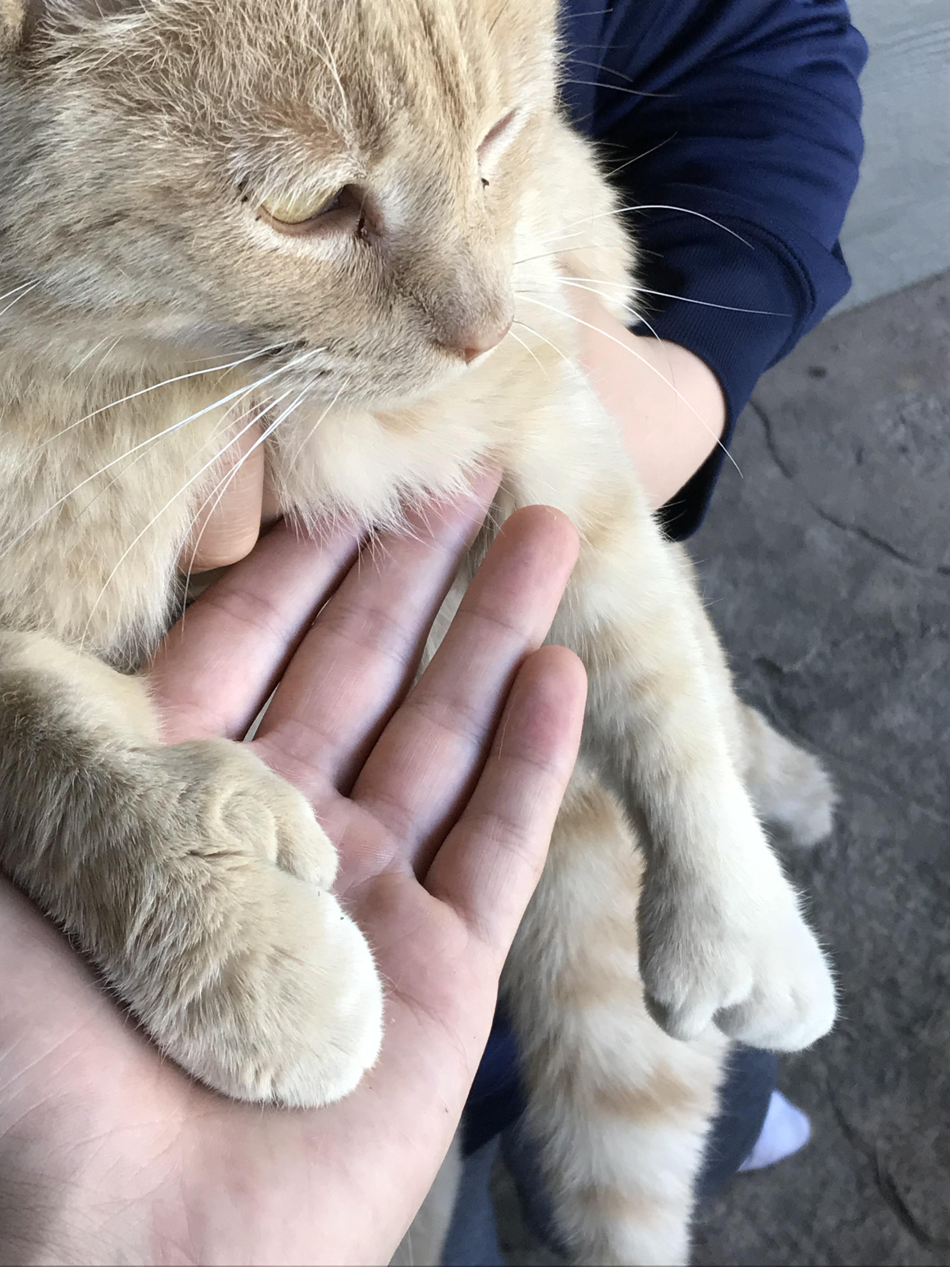 This cat with extra thumbs! mildlyinteresting