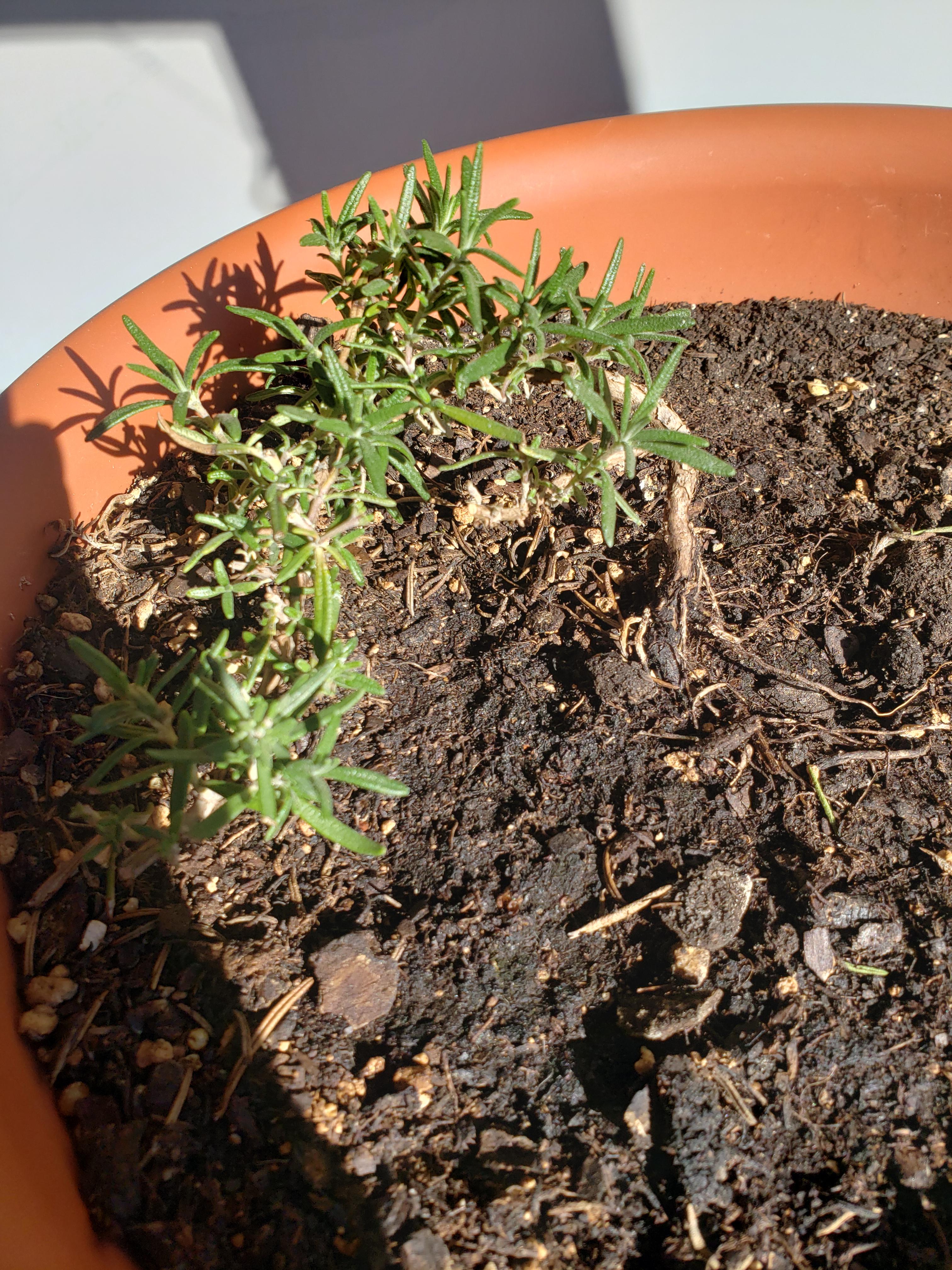 Rosemary not growing! It's been like this for a few months. Isn't this