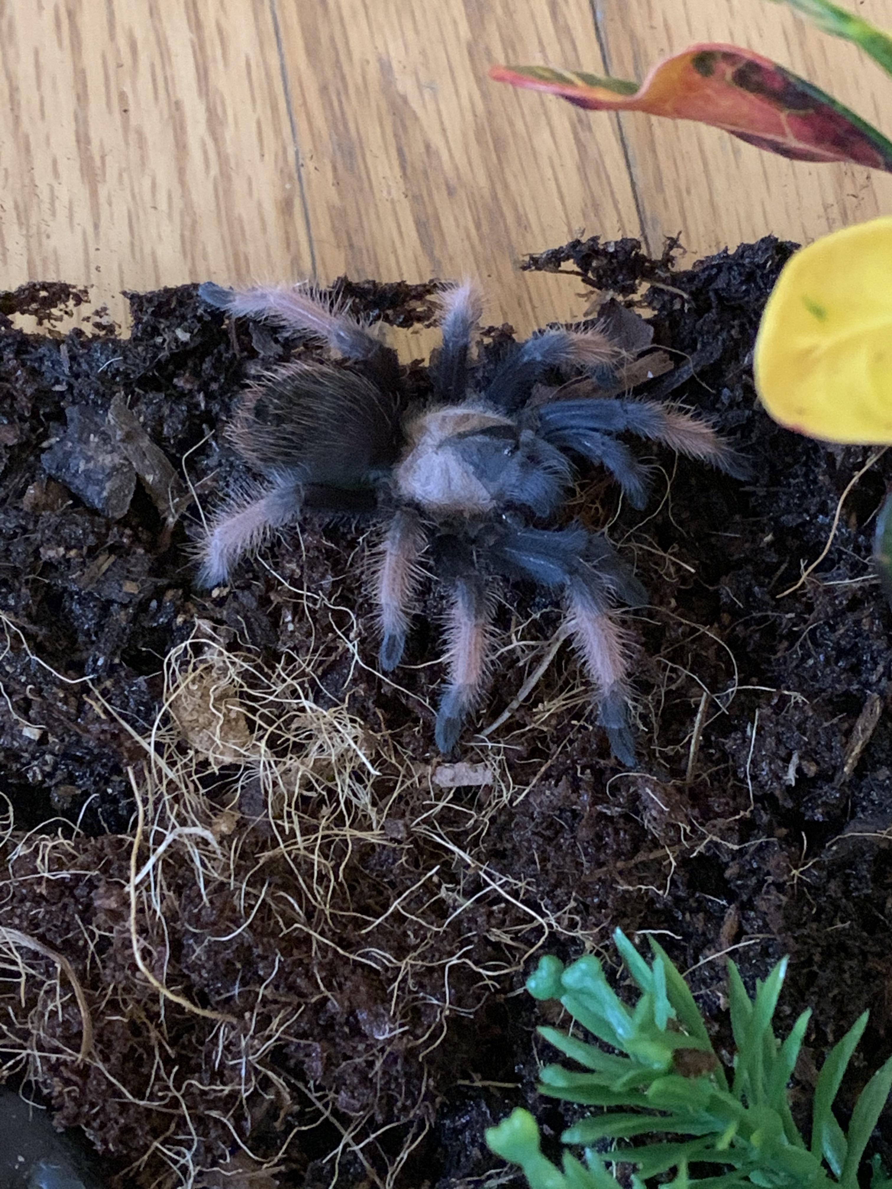 Saved this little guy from pet Co where they were feeding it jelly cups