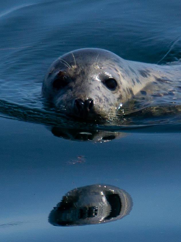 Harbor seal in Portland harbor r/Maine