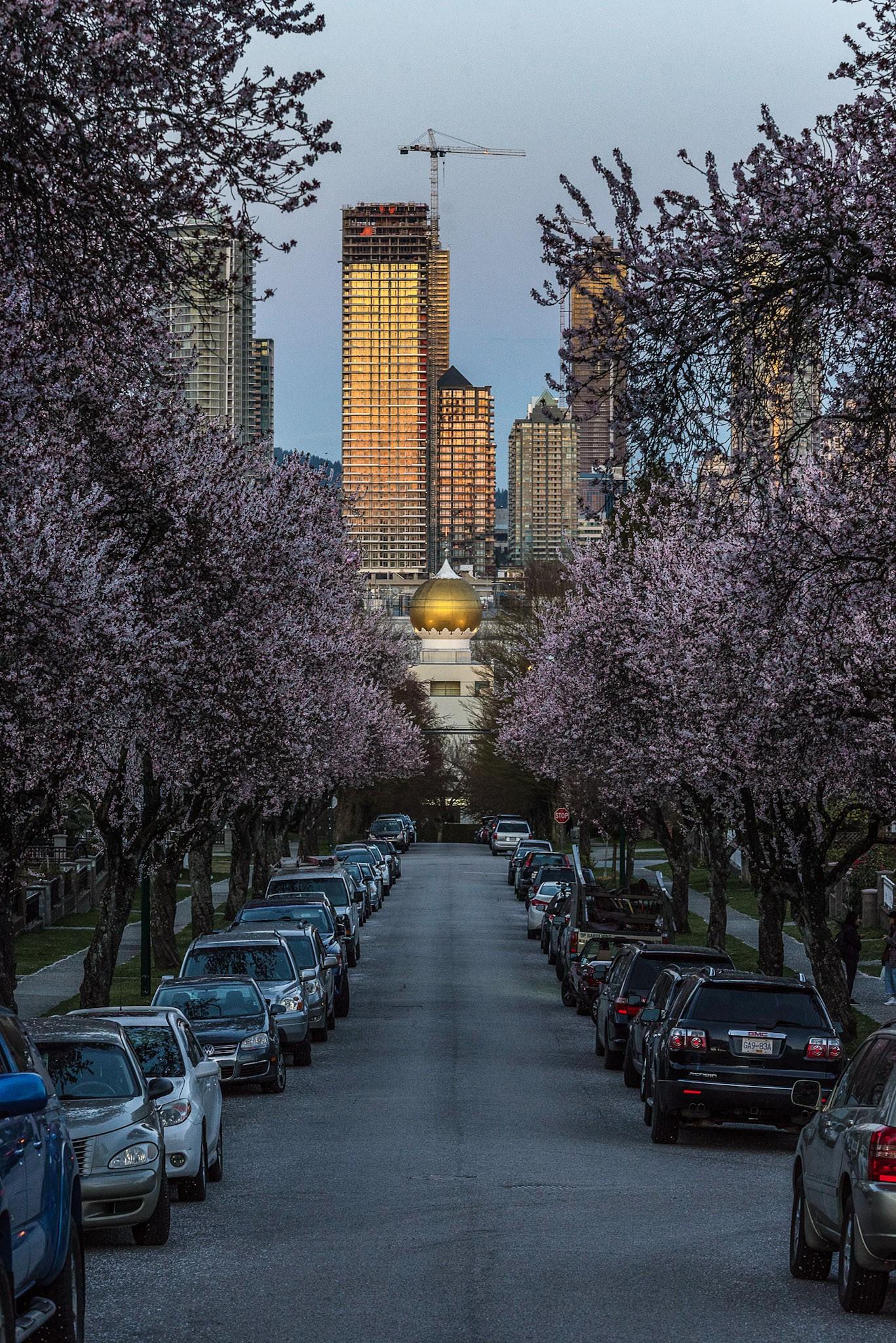 the cherry blossoms are in full bloom in Vancouver r/vancouver