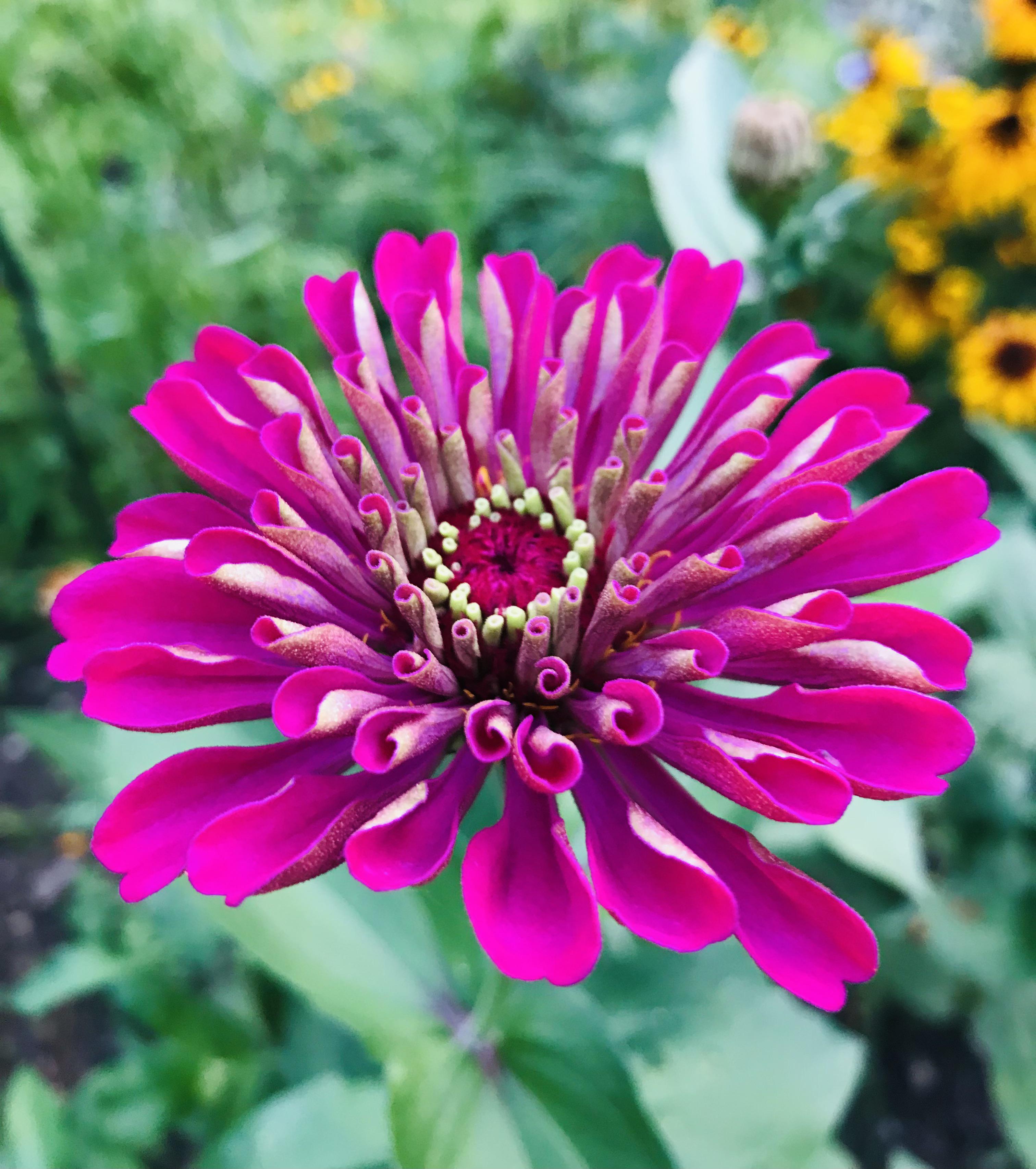 Zinnias are in bloom Ohio r/gardening
