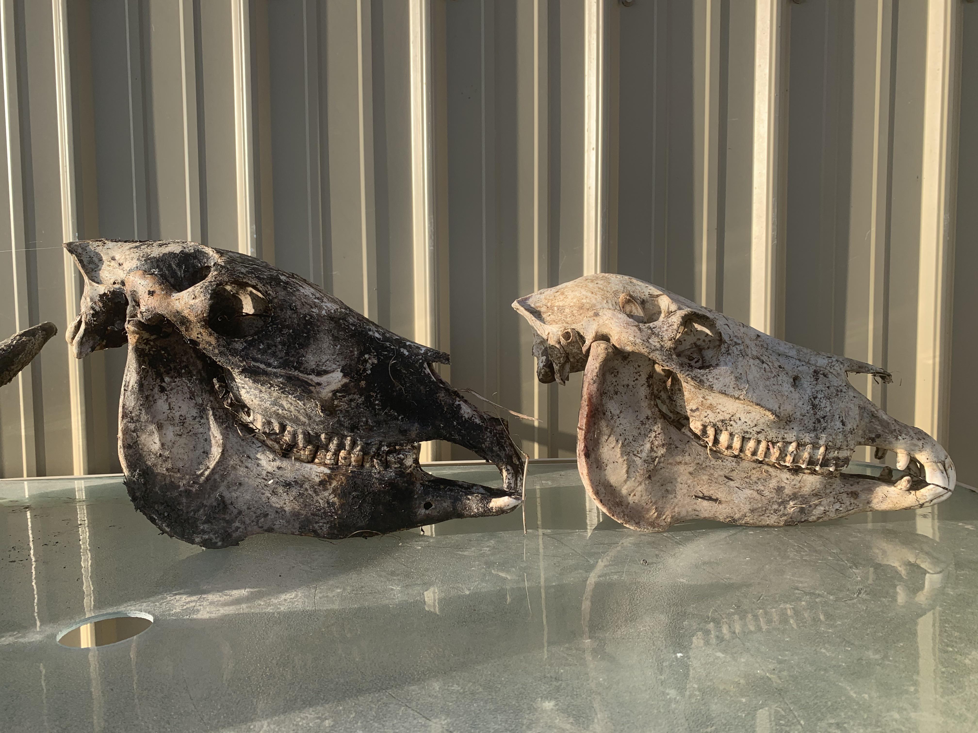 Elderly donkey skull (L) and young pony mule (R) side by side. r