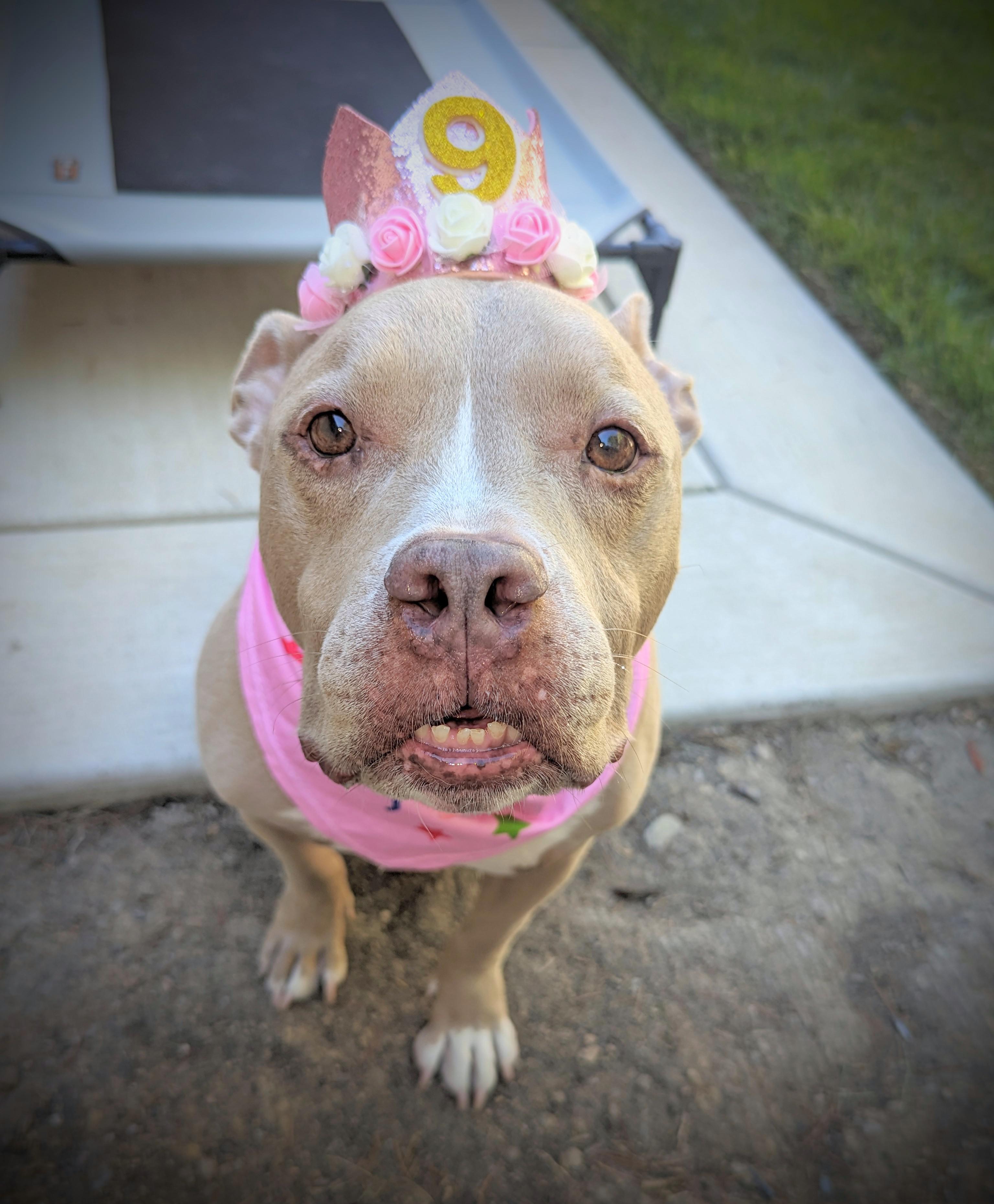 556 best Goodest Girl images on Pholder Aww, Pitbulls and Dogpictures