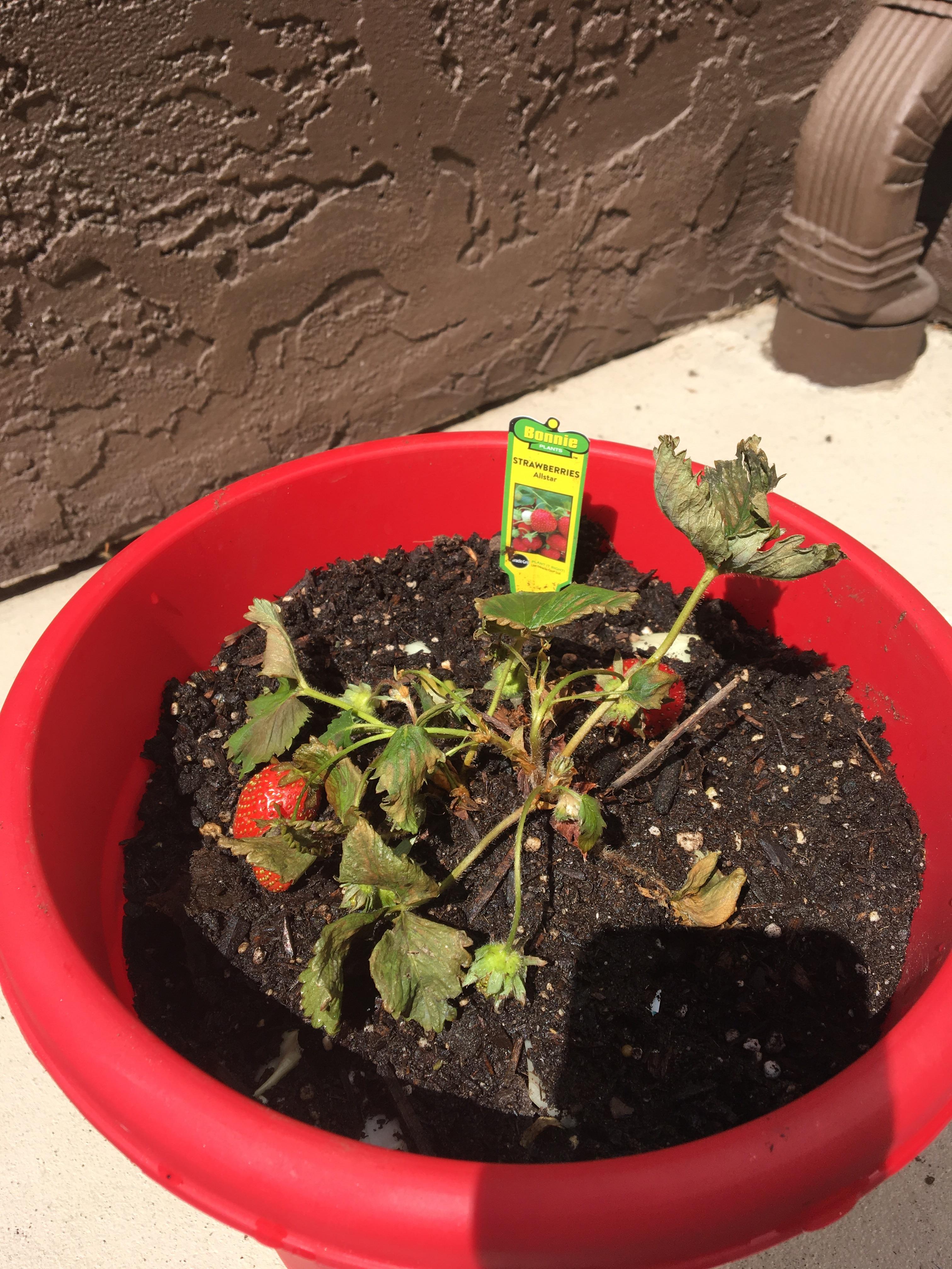 Is my strawberry plant dying? r/gardening