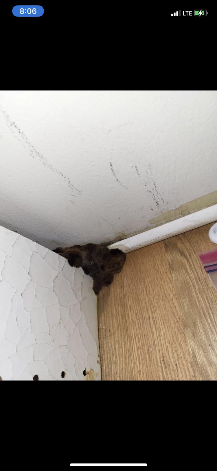 What kind of mold is growing in this apartment? r/mycology