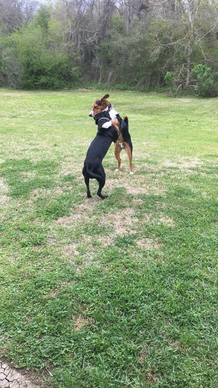 This dog shows up to the backdoor everyday and waits for me to let my