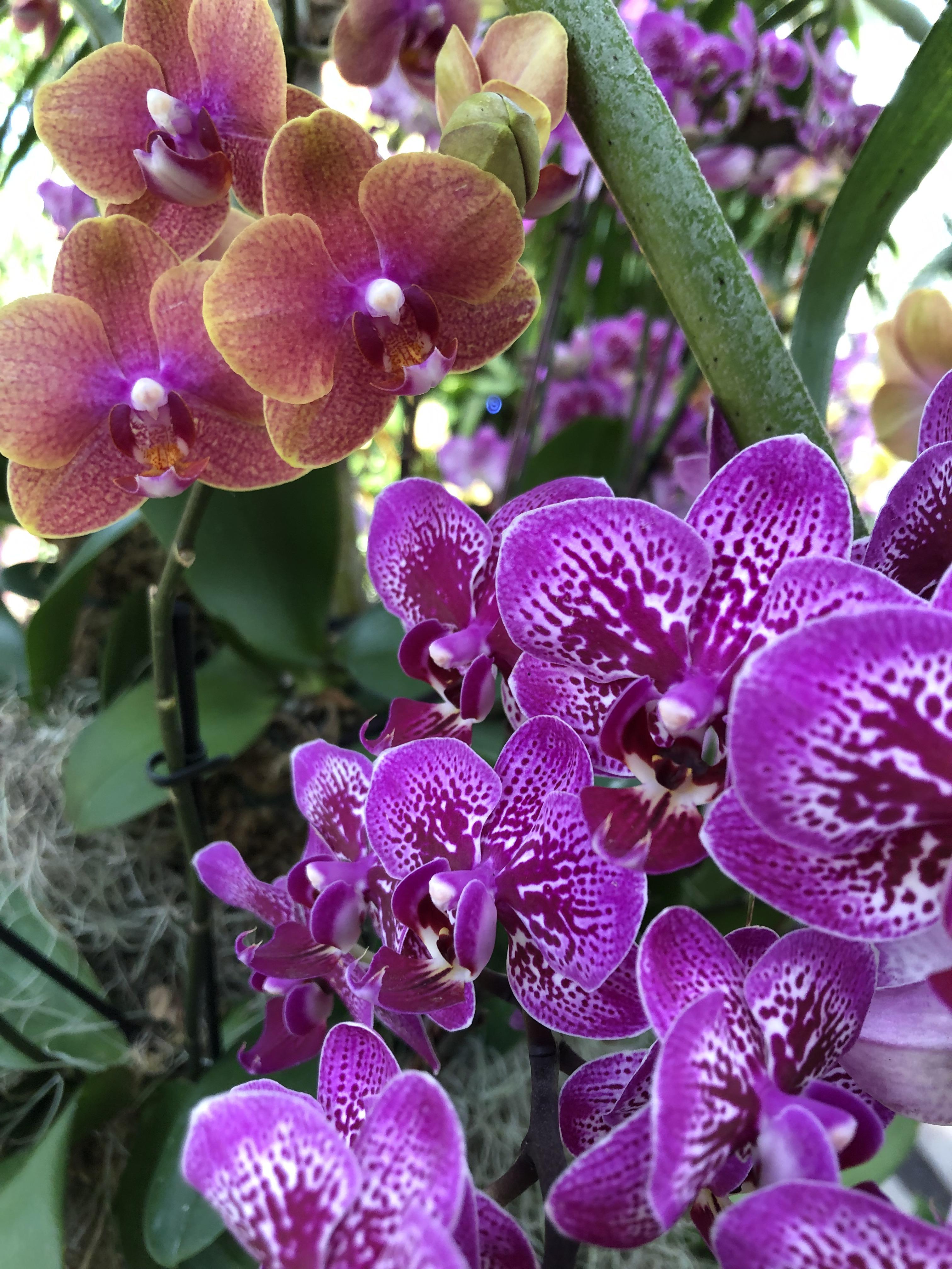 Went to an orchid show at the NY Botanical gardens a few months ago r