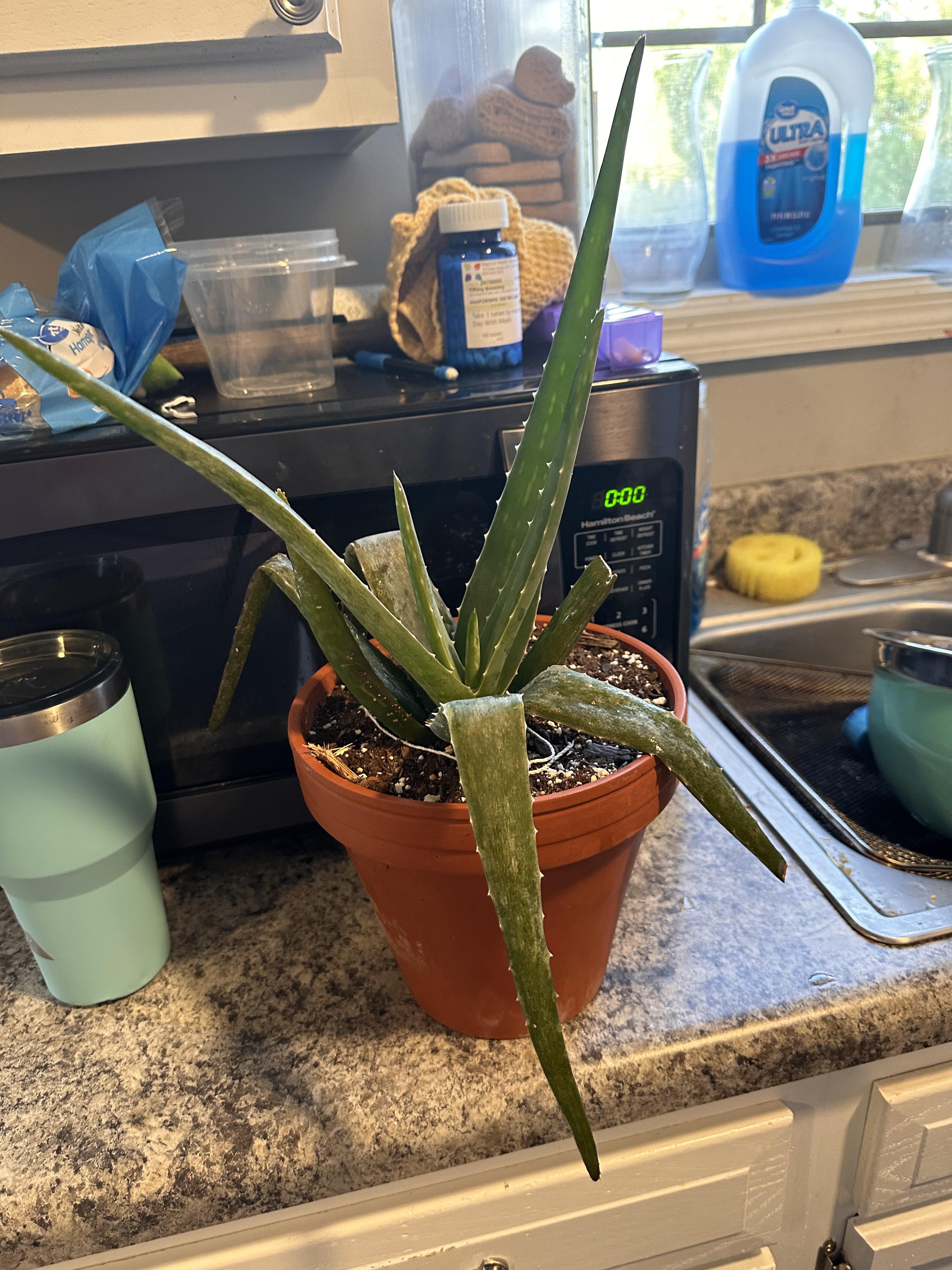 and frozen aloe plant. How do I take care of it? Is it too