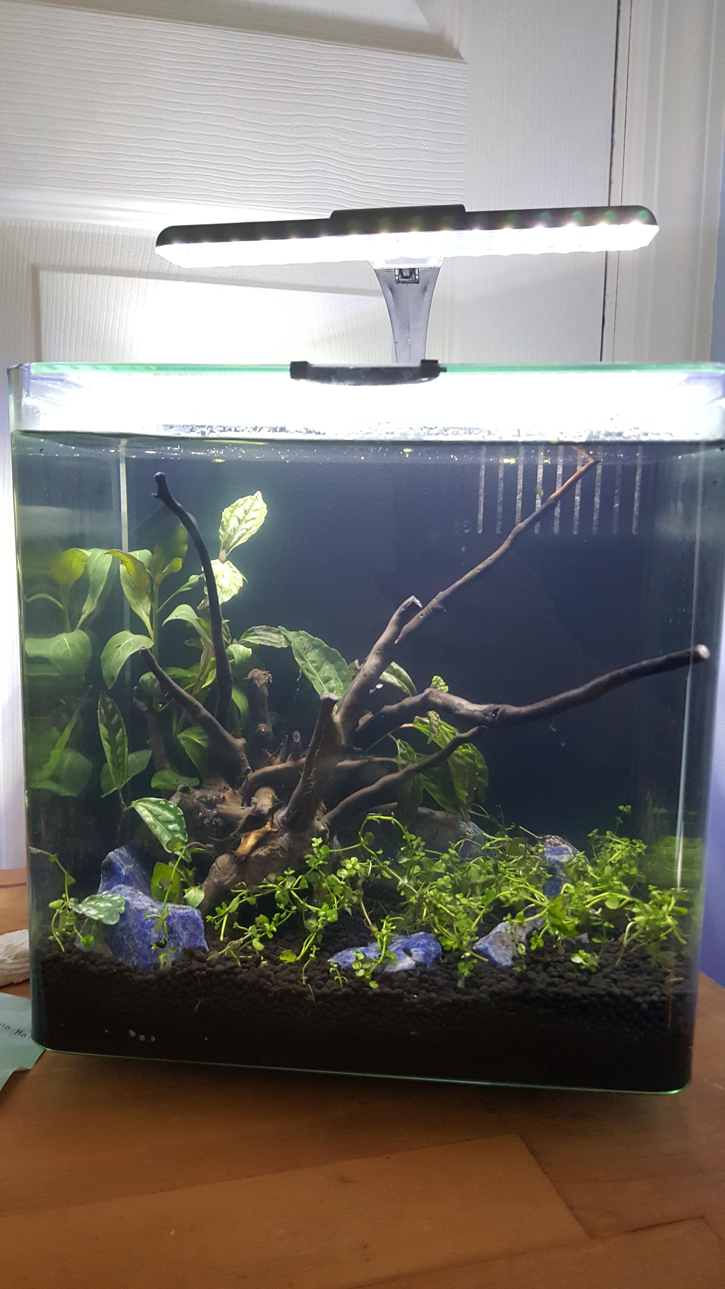 Help! All of my plants are dying... r/Aquariums