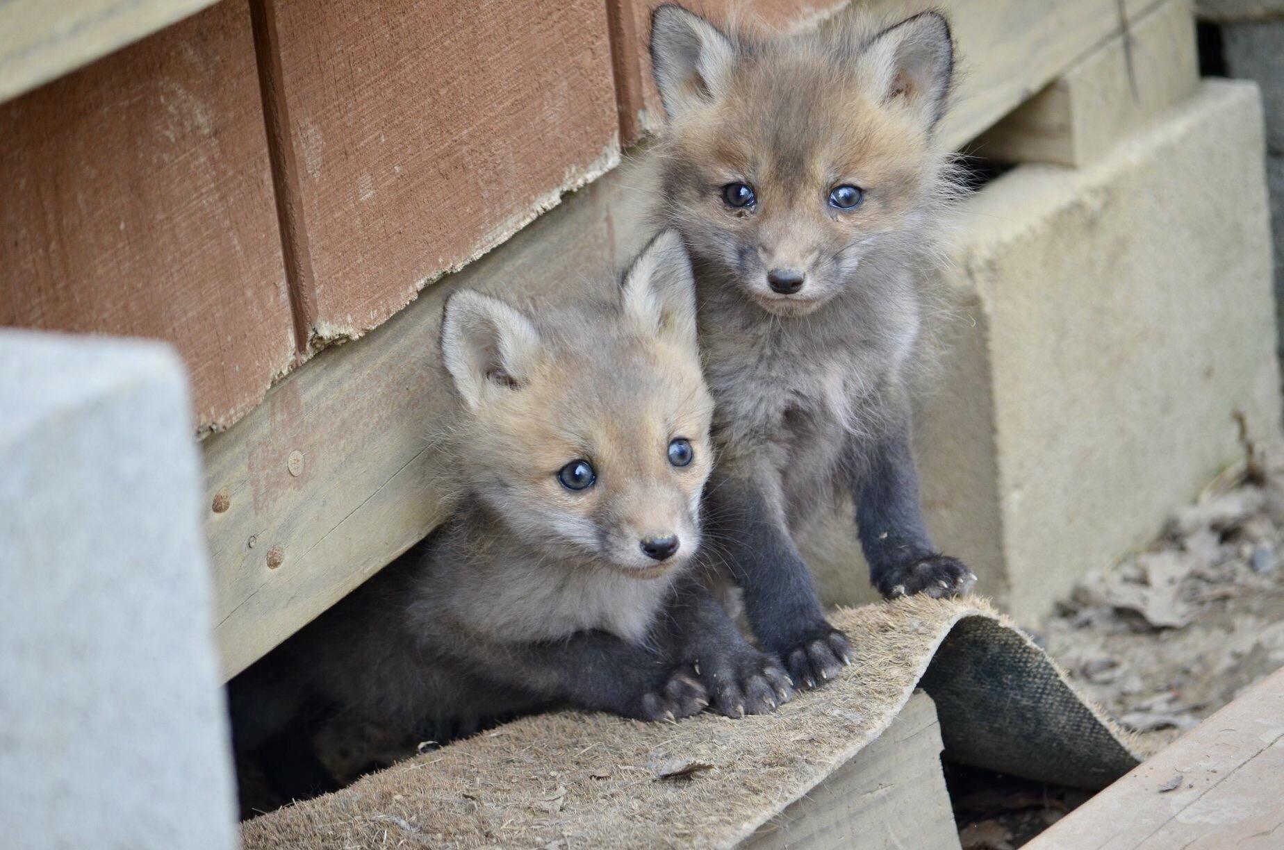 My friend has some fox kits living under her shed. r/foxes