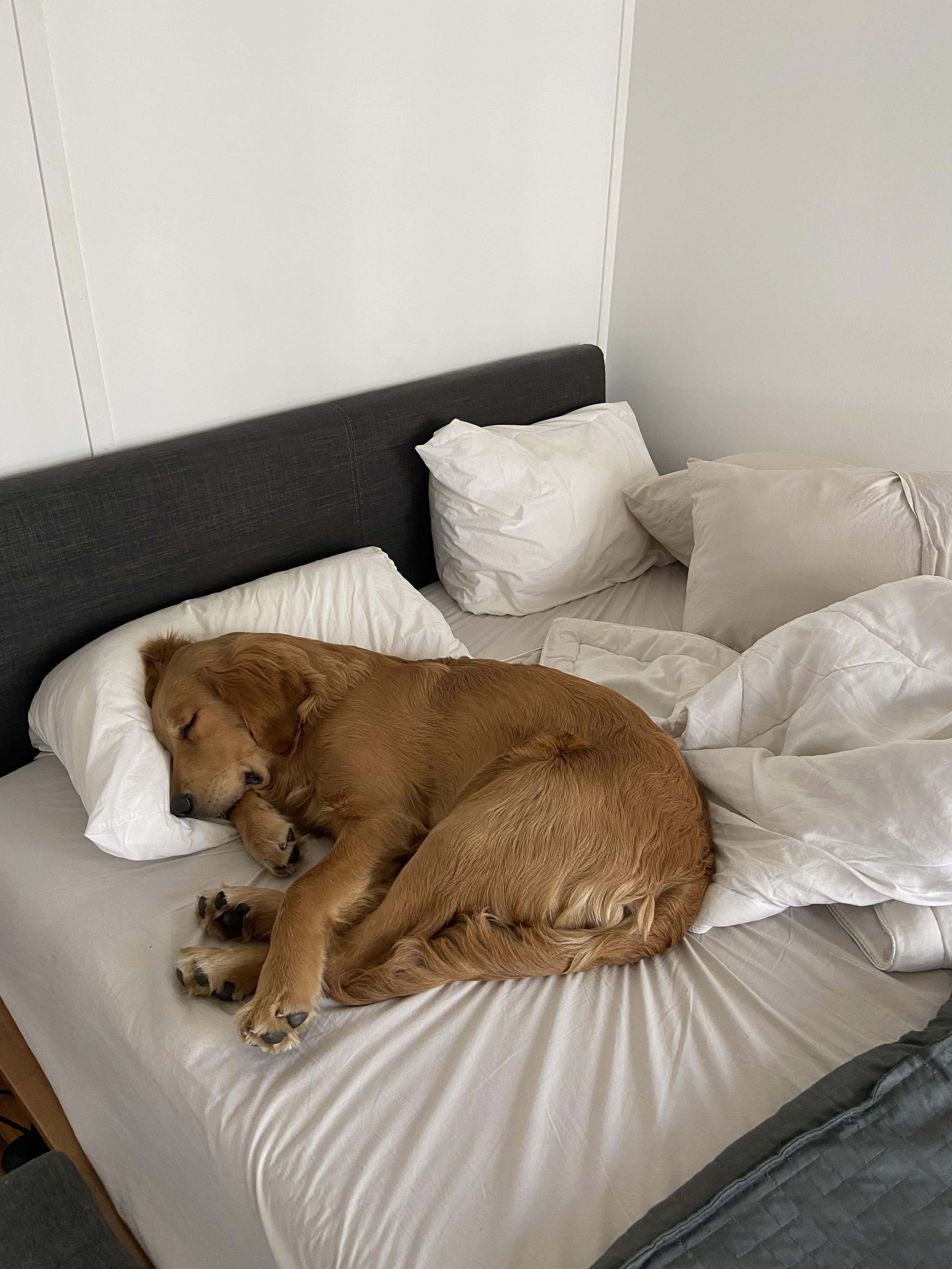 Anyone else’s pup actually use pillows?! r/aww