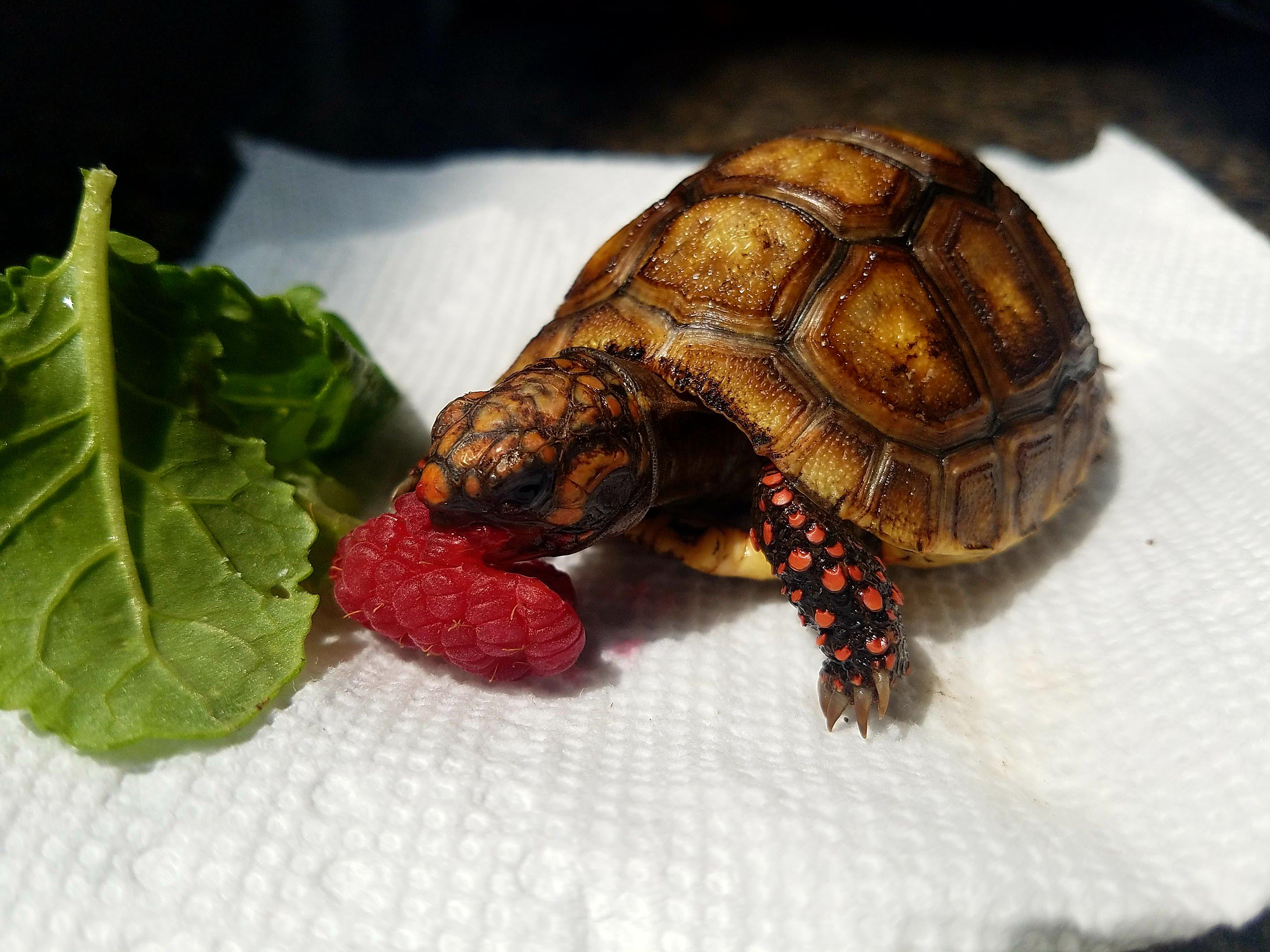Our new baby redfoot! r/tortoise