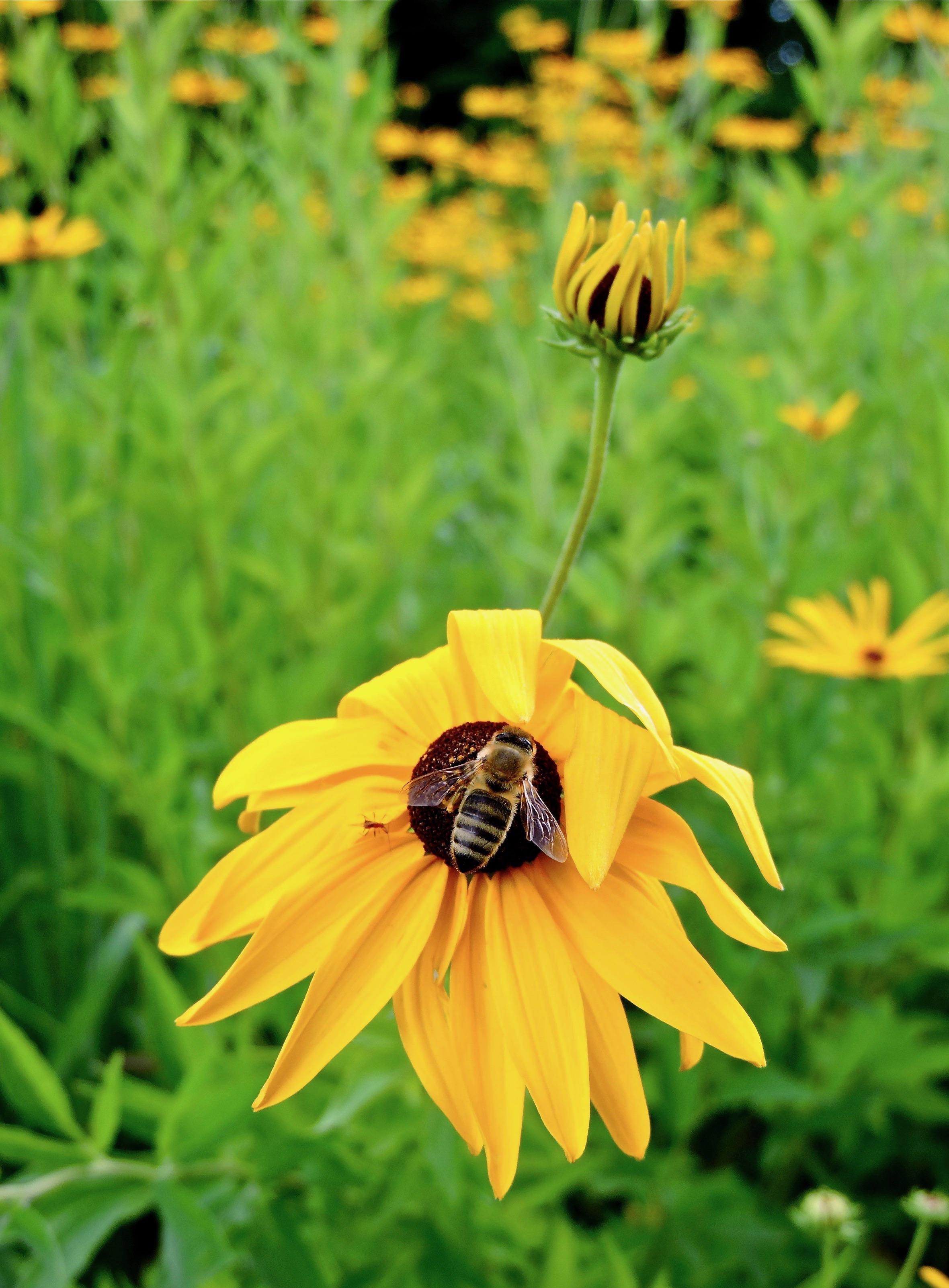 Honey bee on a Blackeyed Susan flower r/bees